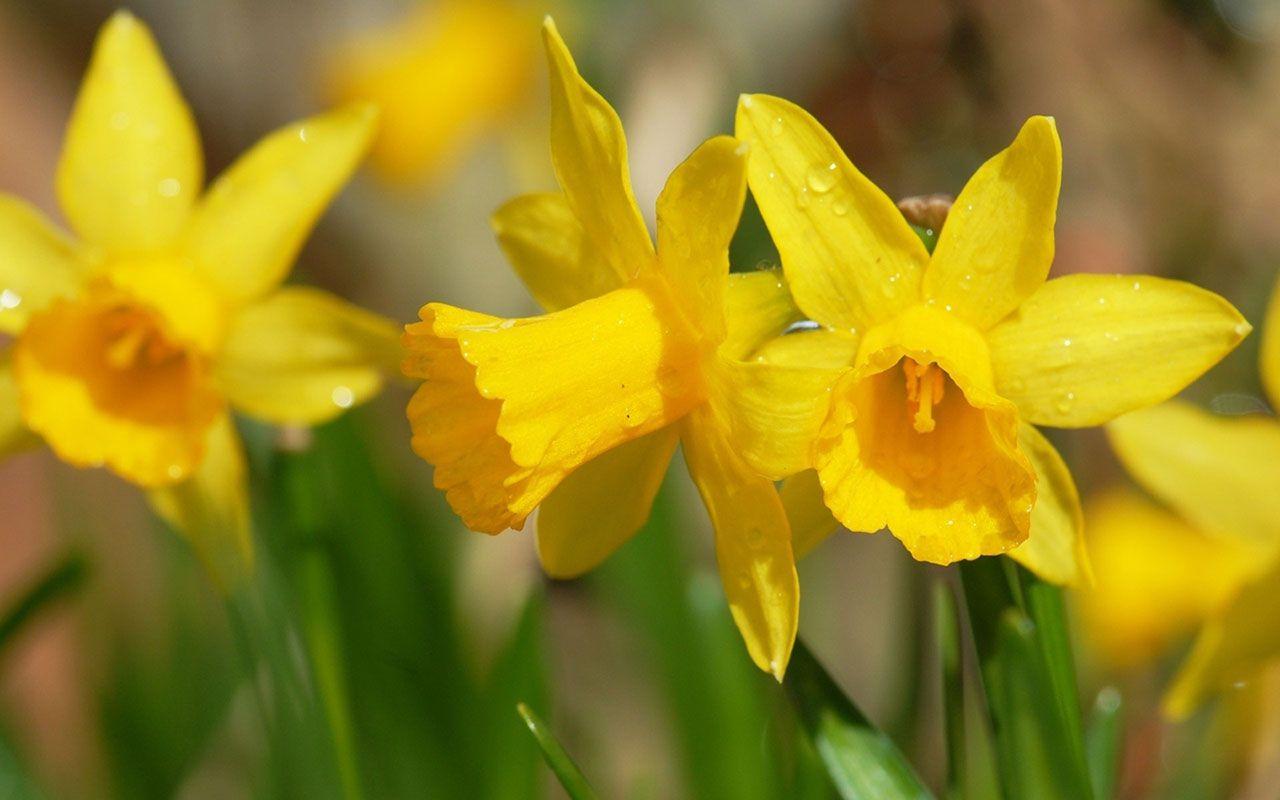 1280x800 Daffodils Wallpaper