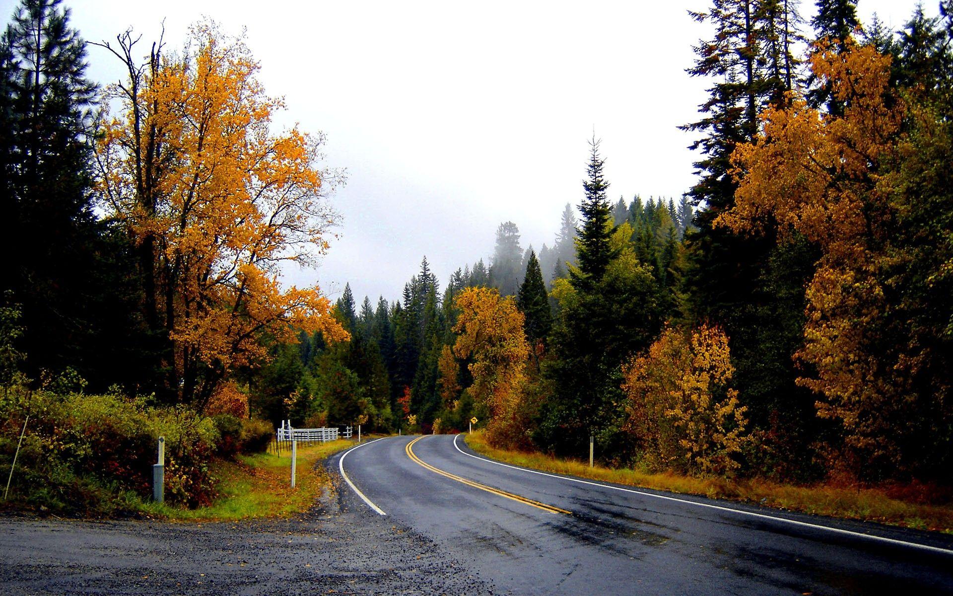1920x1200 landscapes, Nature, Trees, Forest, Woods, Autumn, Fall, Leaves, Rain, Wet, Sky Wallpaper HD / Desktop and Mobile Background