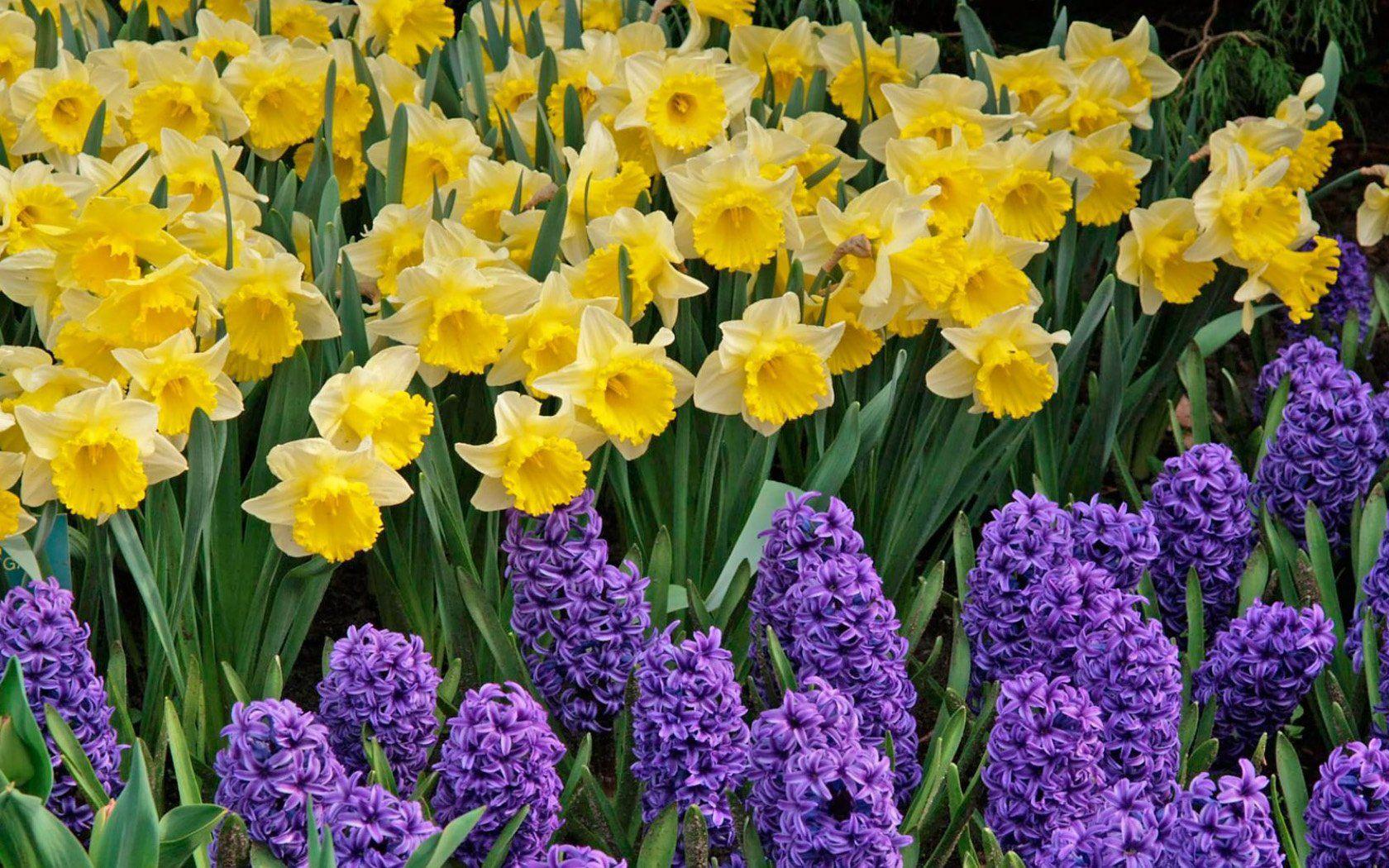 Daffodils Wallpapers - Top Free Daffodils Backgrounds - WallpaperAccess