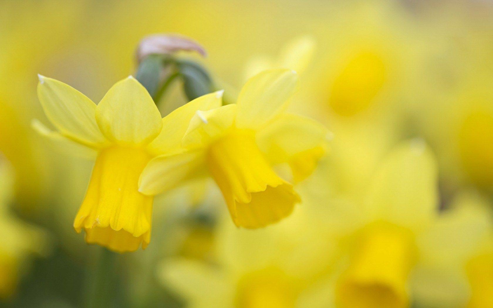 1680x1050 Daffodils Wallpaper