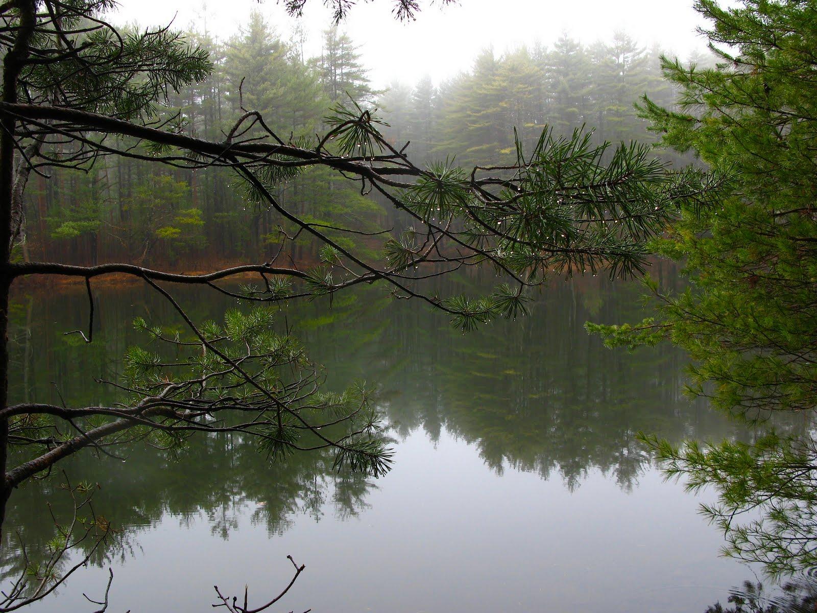 1600x1200 Saratoga woods and waterways: Out to Play on a Rainy Day