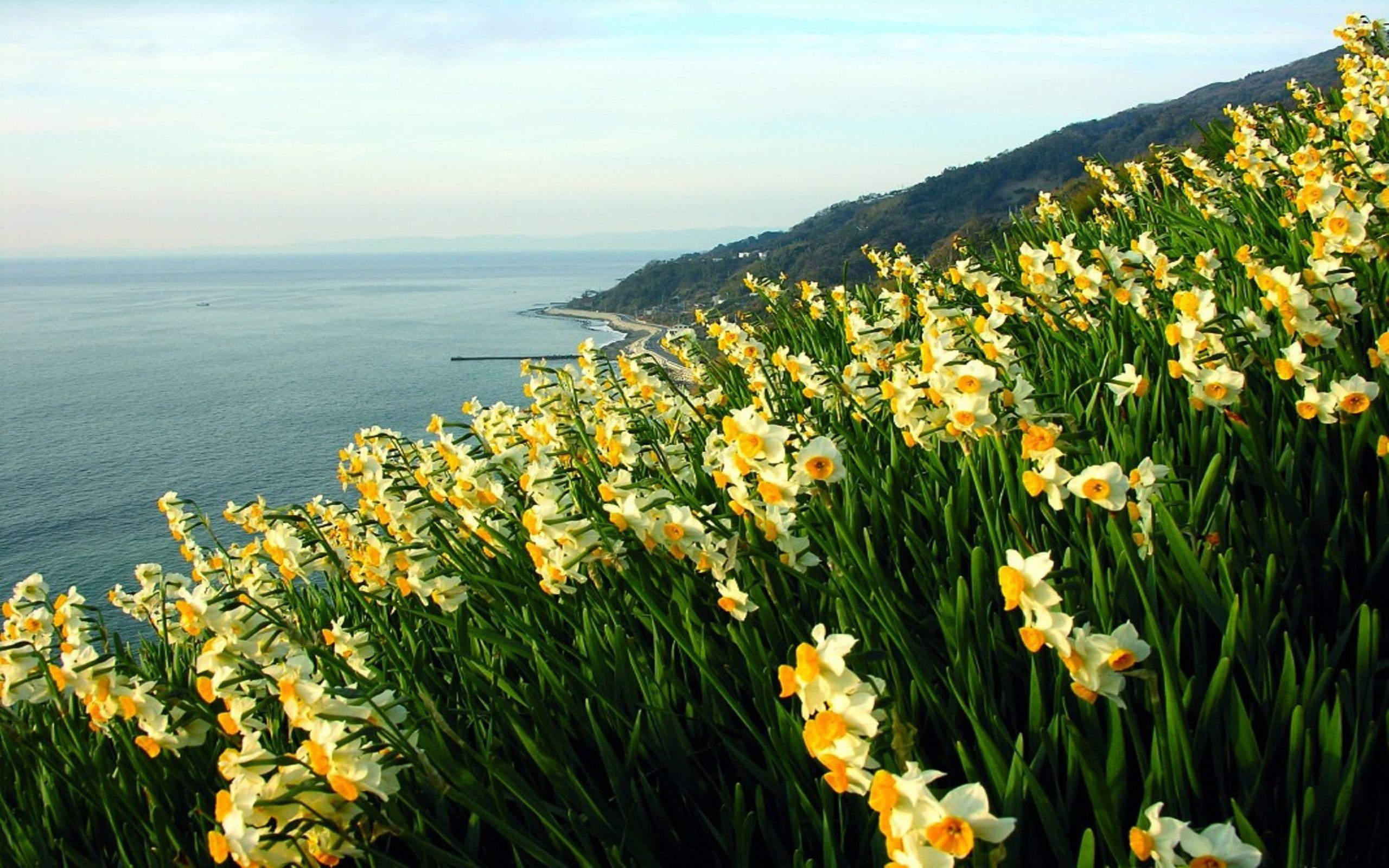 2560x1600 Daffodils Wallpaper 1305467 :