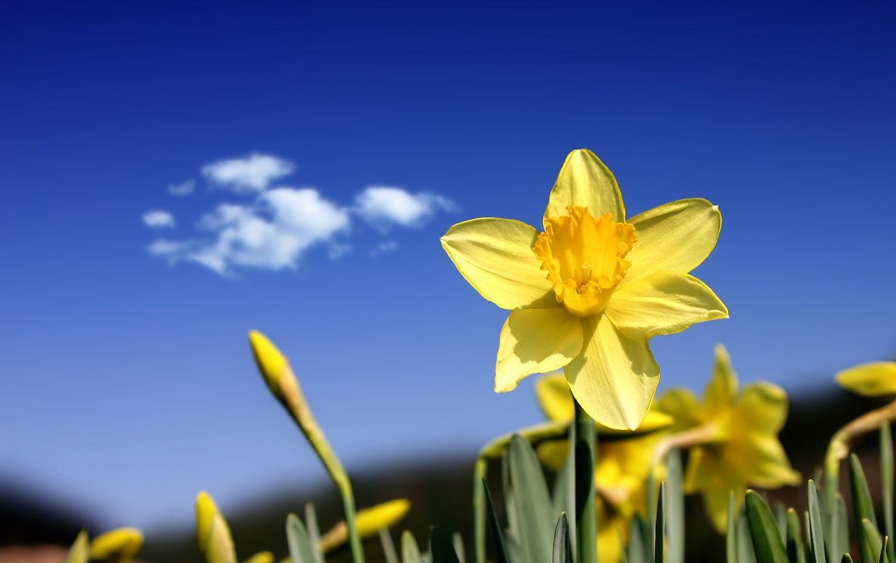 1280x804 Beautiful daffodils wallpaper. Beautiful daffodils