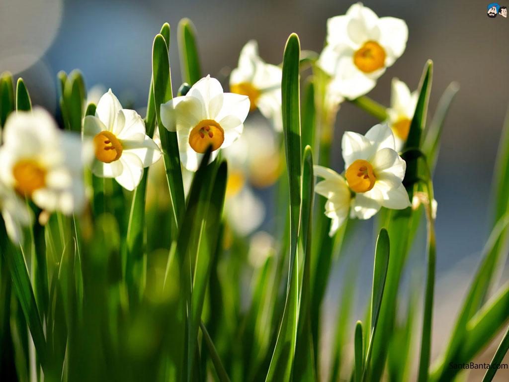 1024x768 Daffodils Wallpaper