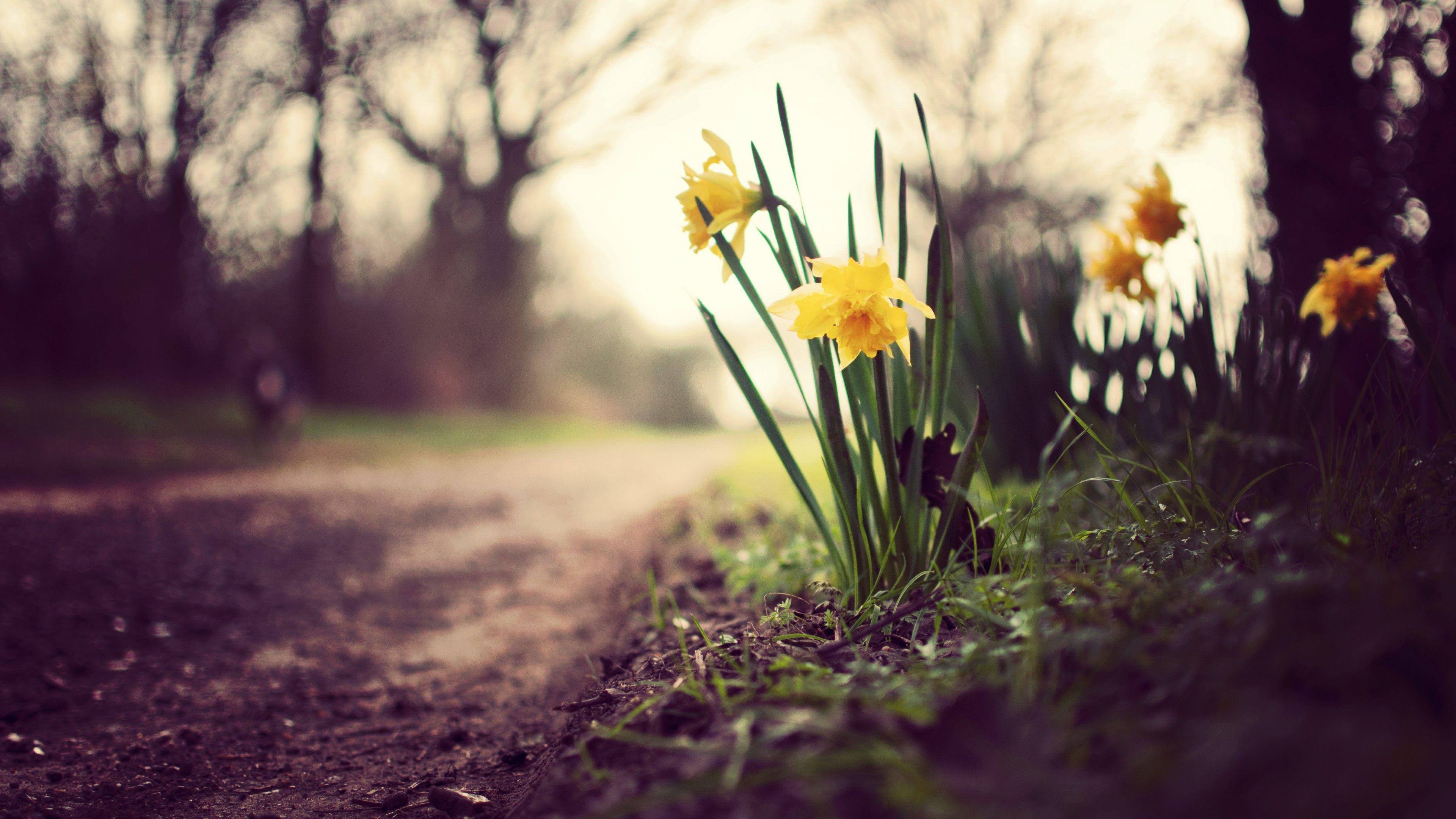 3840x2160 Wallpaper Daffodils, 5k, 4k wallpaper, flowers, spring, nature, Nature