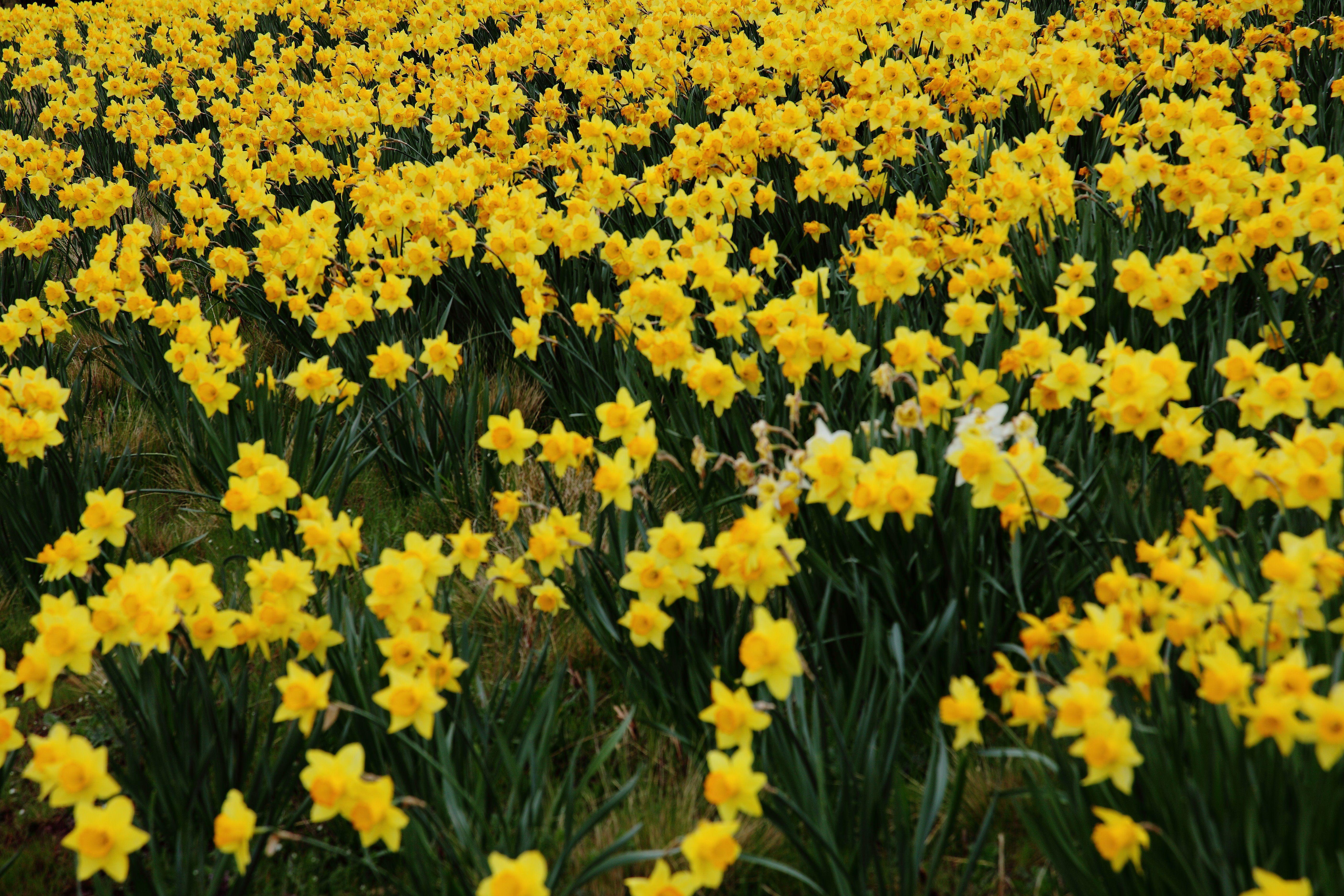 5616x3744 Daffodils Background, Daffodils Image