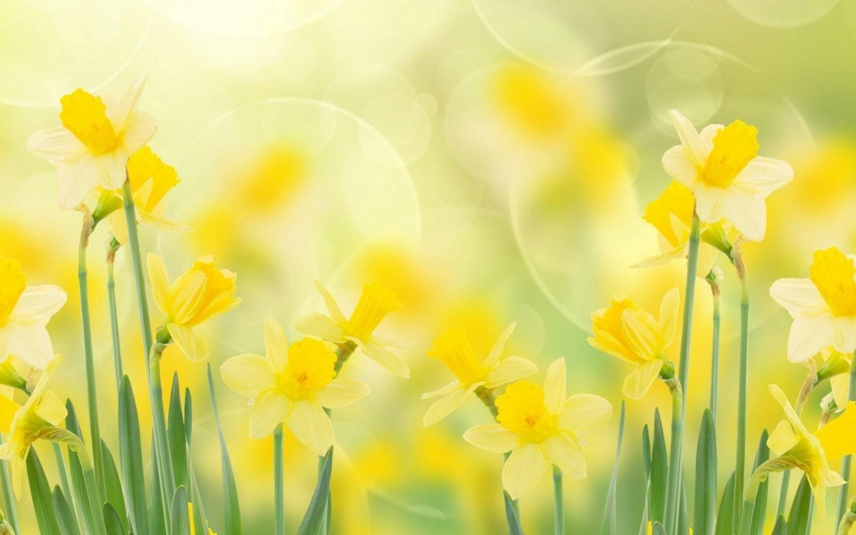 1680x1050 Spring, Daffodils, Widescreen, Full, HD, Wallpaper, Free, Background, Photo, Download, HD Image, High Resolution Photo, Screen, 1680x1050