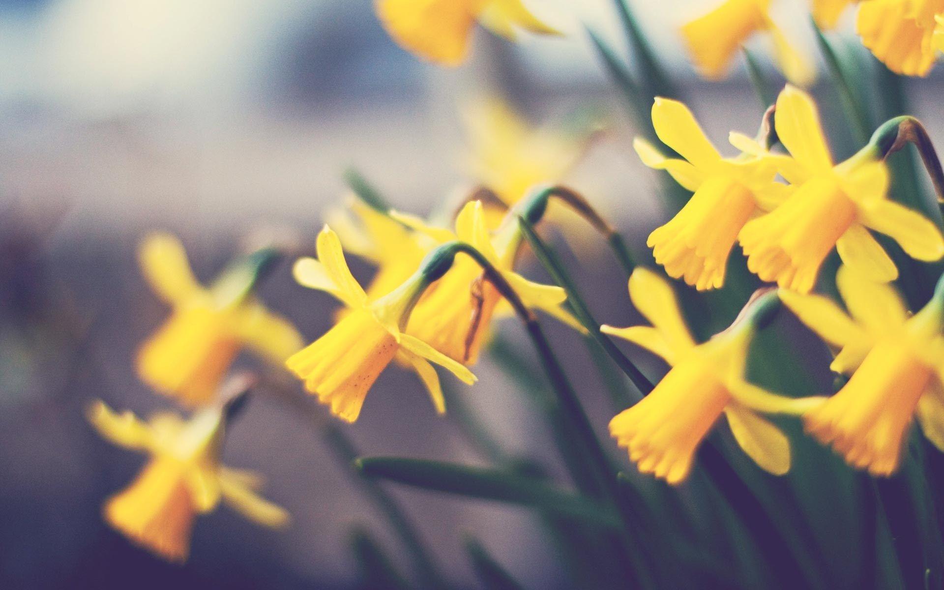 1920x1200 Daffodils Wallpaper