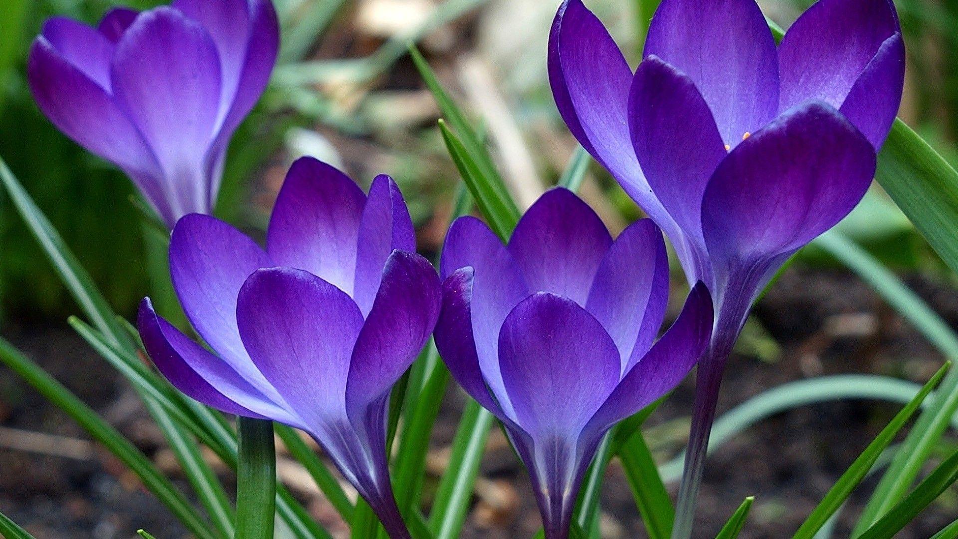 1920x1080 Shy, Daffodils, High, Resolution, Wallpaper, Image, Full, Free, High Resolution Photo, Widescreen, Screen, 1920x1080