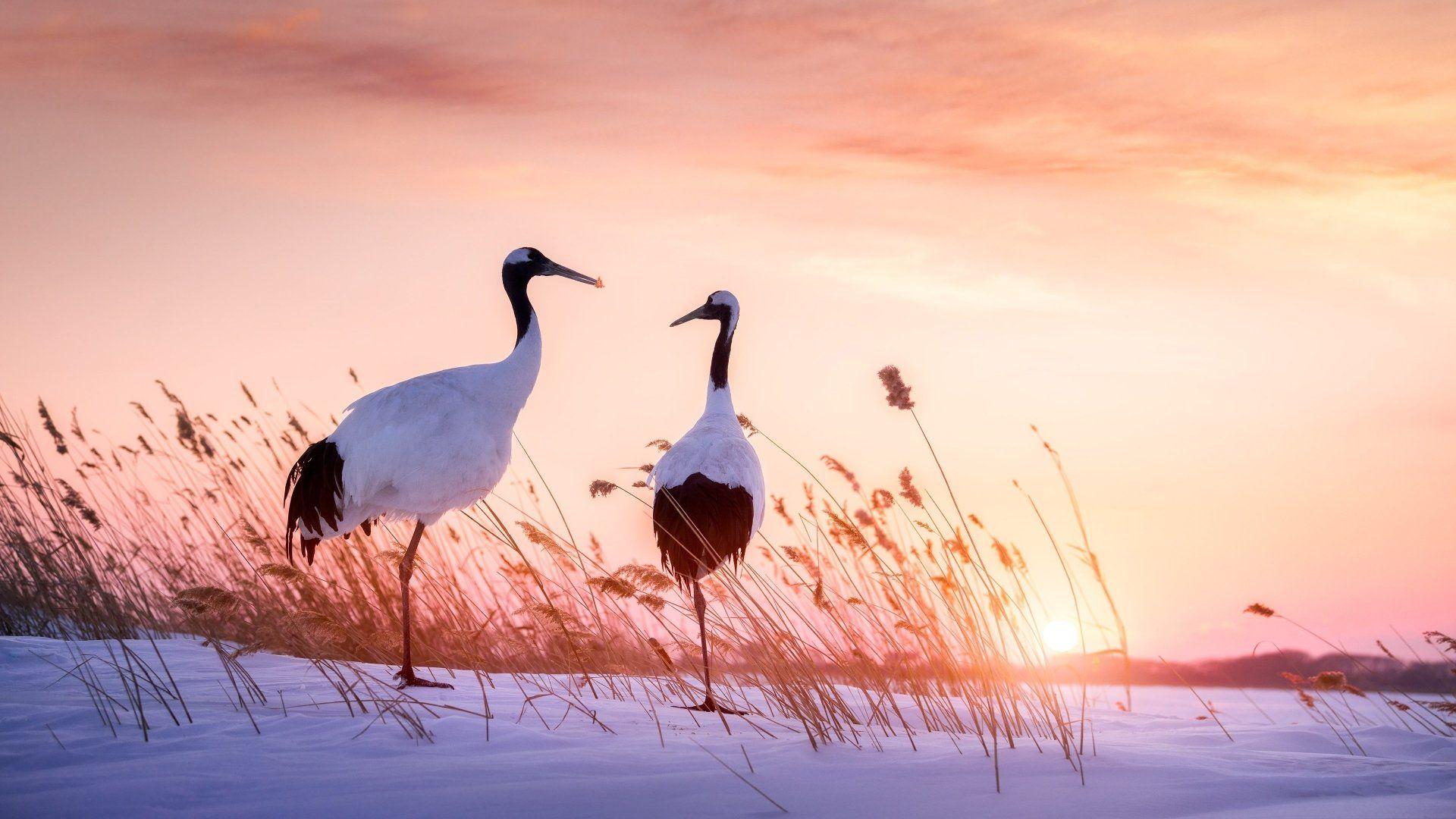 1920x1080 Animal Red Crowned Crane Birds Cranes Bird Crane Red Crowned Crane Wallpaper. Bird Wallpaper, Birds Wallpaper Hd, Background Image