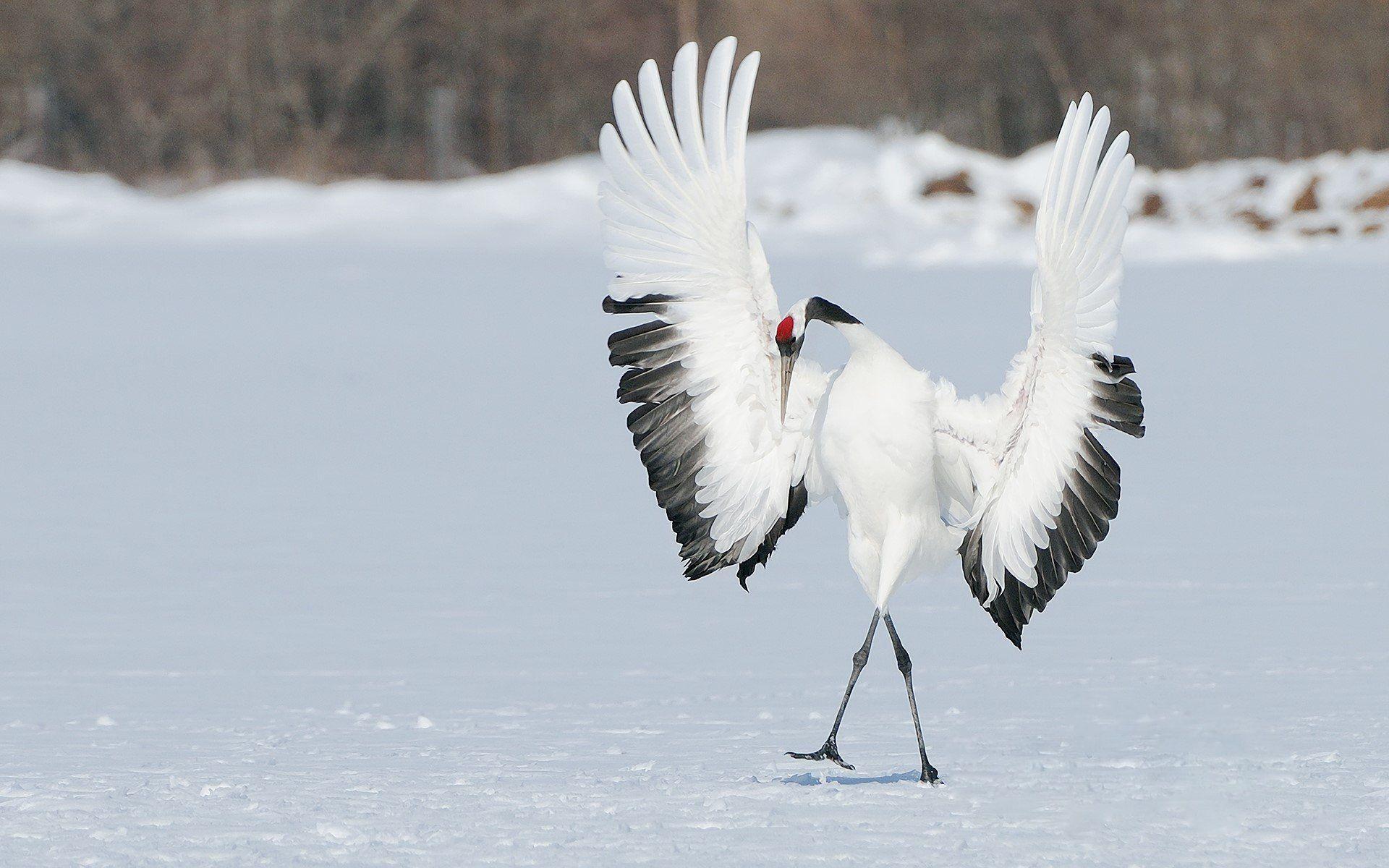 1920x1200 Crane Bird Wallpaper