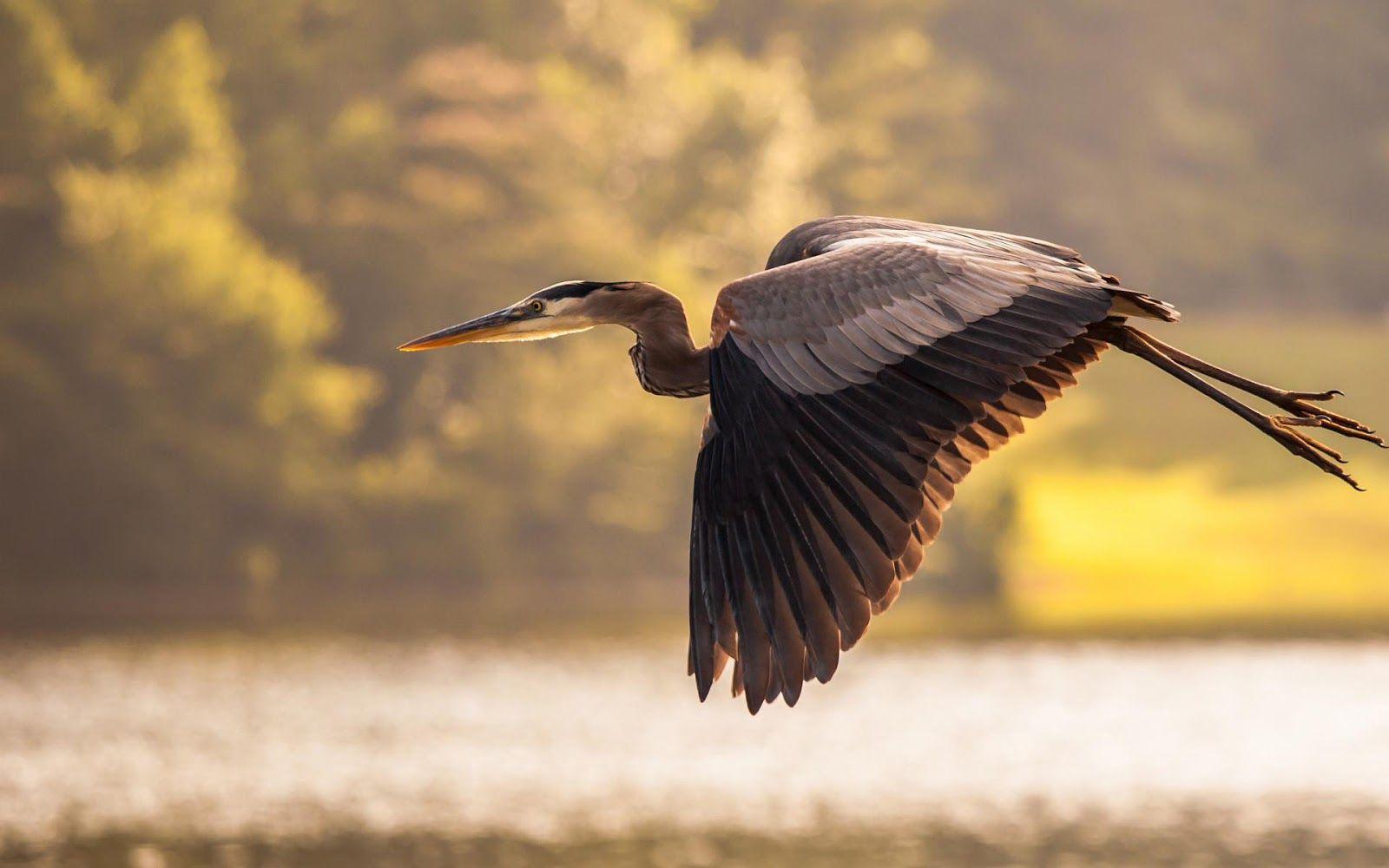 1600x1000 Flying Black Crane Bird HD Wallpaper