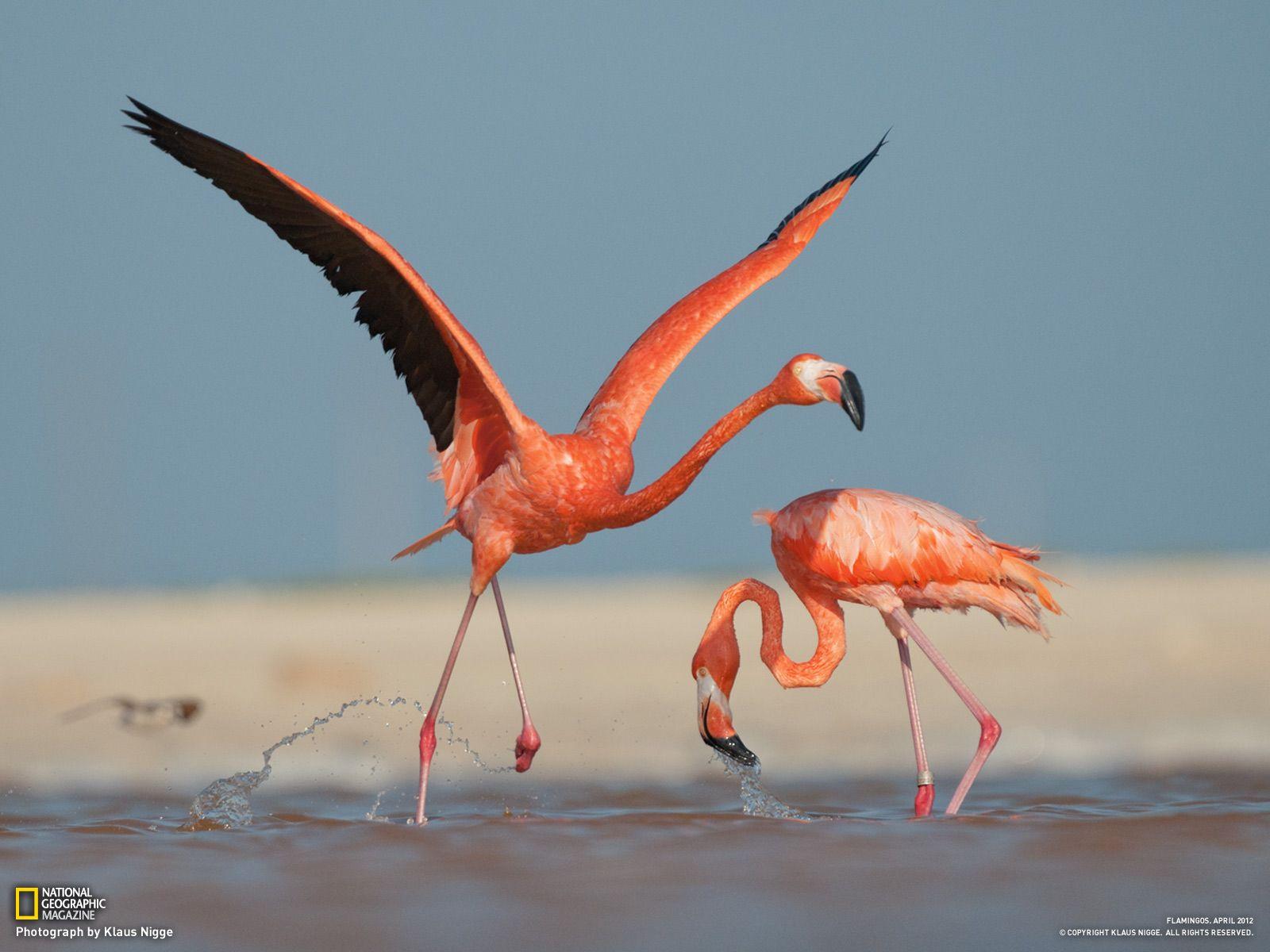 1600x1200 Orange crane bird wallpaper HD free download