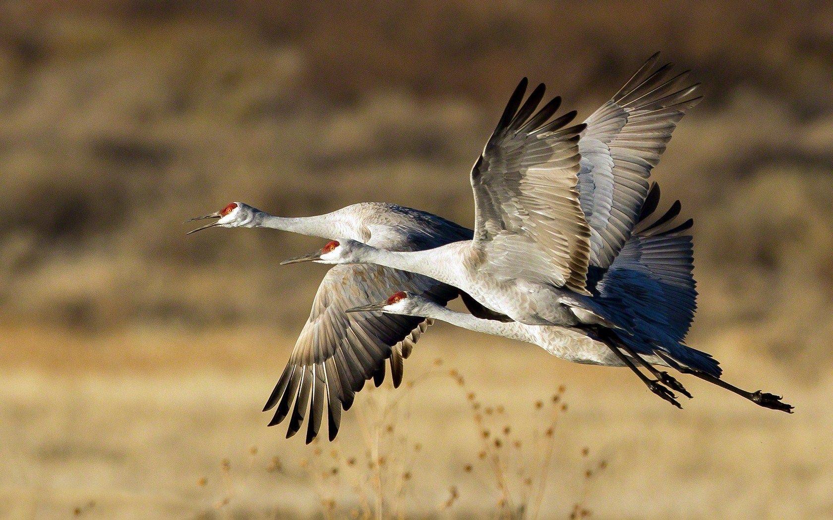 1680x1050 Crane Bird Picture
