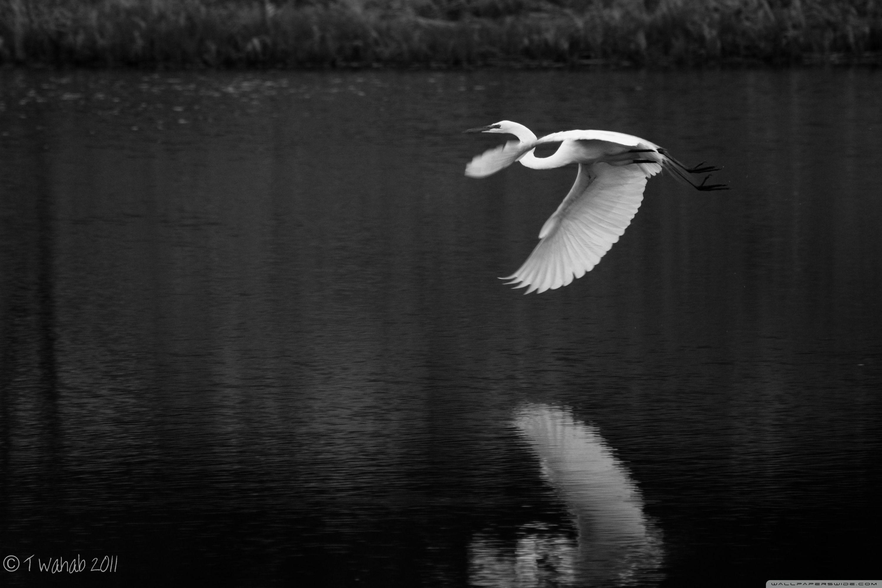 Crane Bird Wallpapers Top Free Crane Bird Backgrounds WallpaperAccess