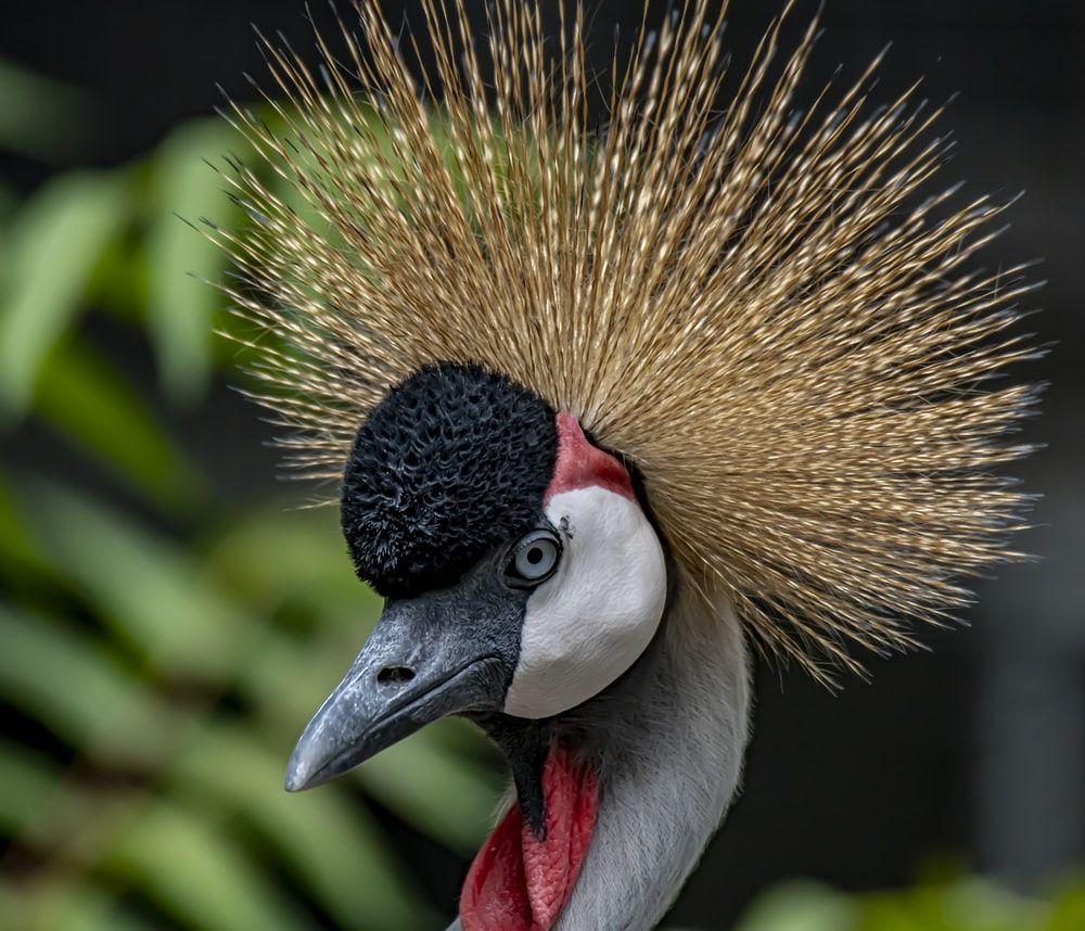 1000x858 Crane Bird Picture. Download Free Image