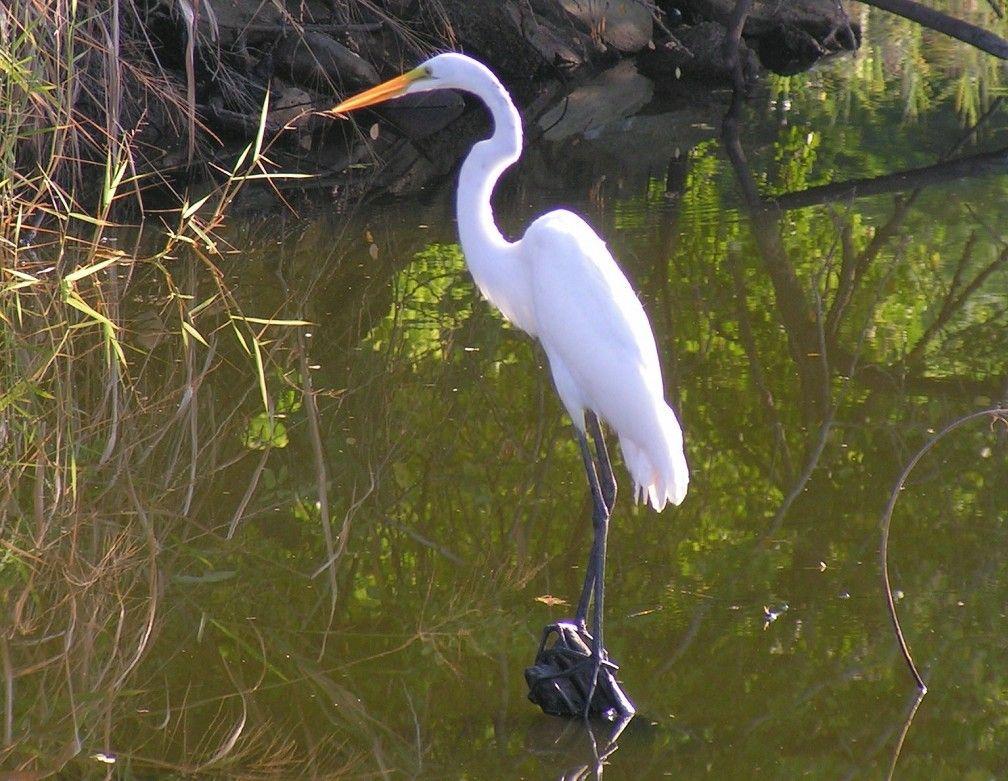1008x781 HDWP 42: Crane Bird Collection Of Widescreen Wallpaper