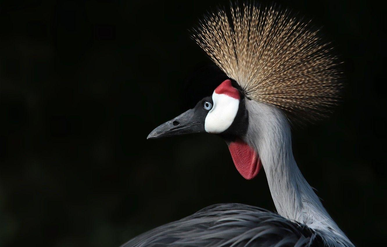 1332x850 Wallpaper background, bird, Crowned crane image for desktop, section животные