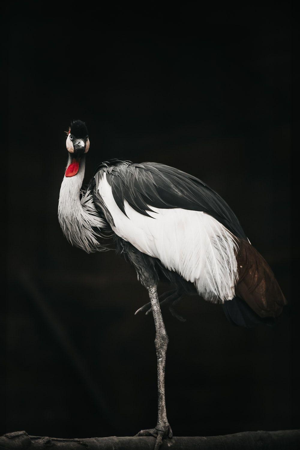 1000x1500 Crane Bird Picture. Download Free Image