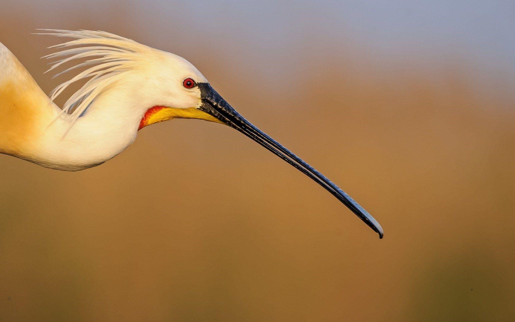 1680x1050 Crane Bird HD