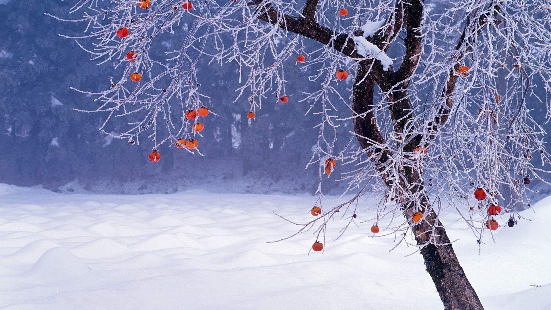 1920x1080 Winter Background HD