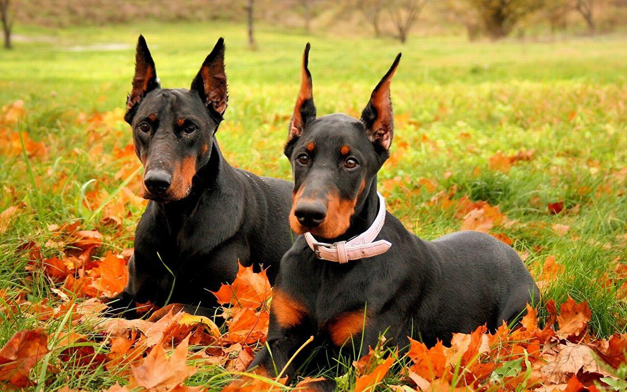 1280x800 Image Doberman Pinscher Dogs 2 Autumn Grass animal