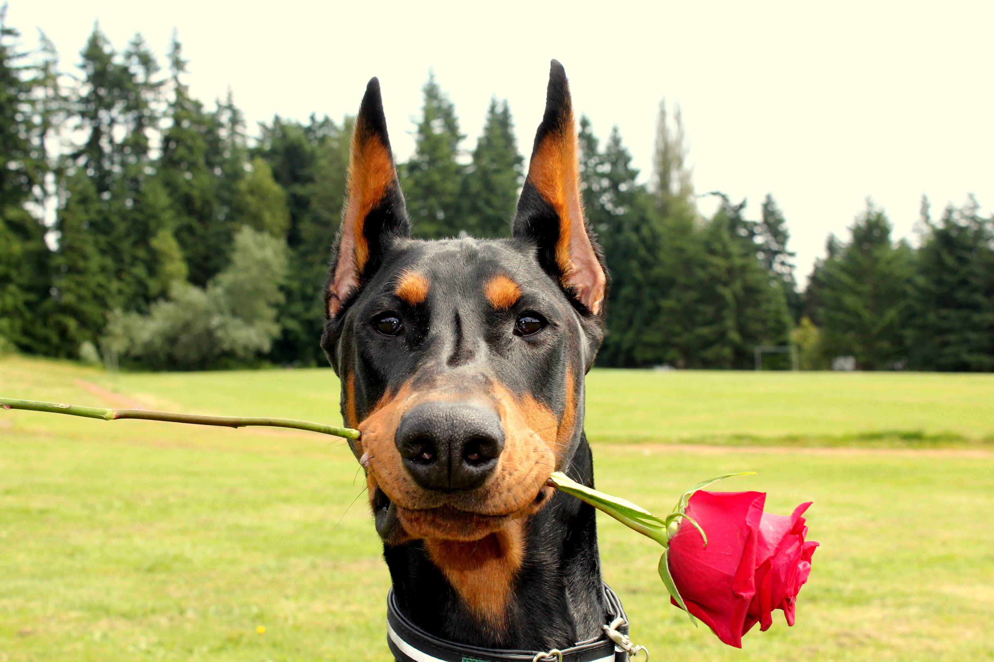 3456x2304 Doberman With Rose (x Post From R Aww). Why Is He Looking Angry?