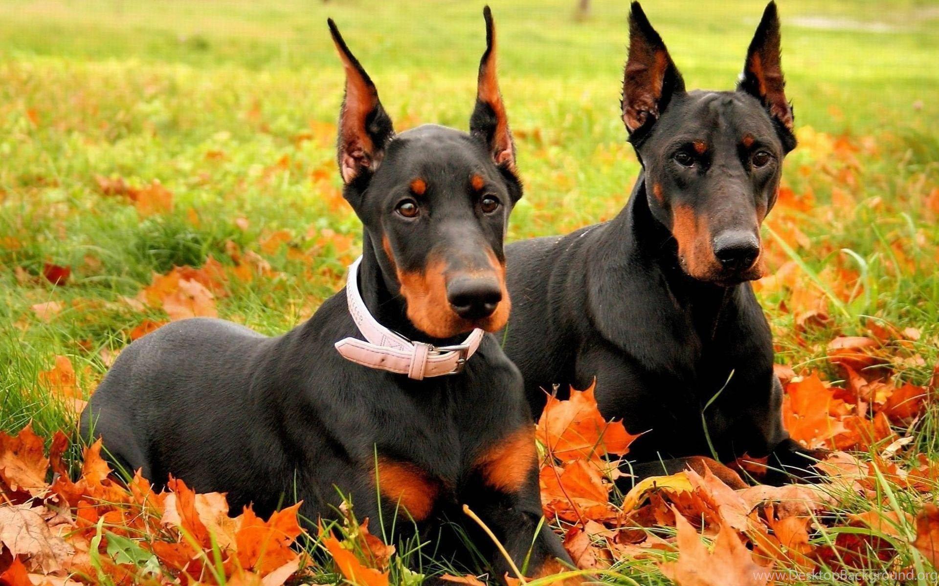 Angry Doberman Wallpapers - Top Free Angry Doberman Backgrounds