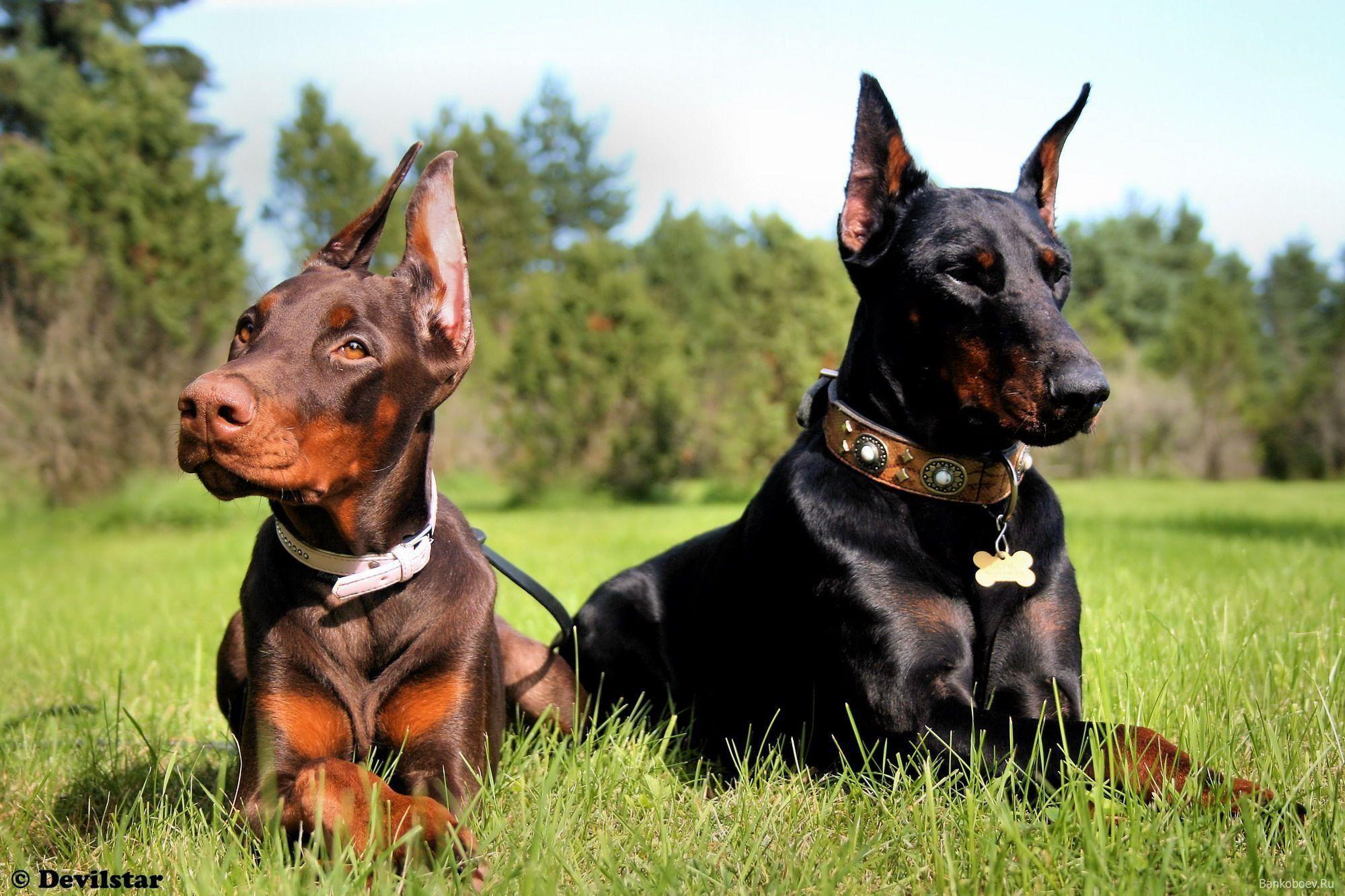 2000x1333 Anime Doberman Wallpaper .