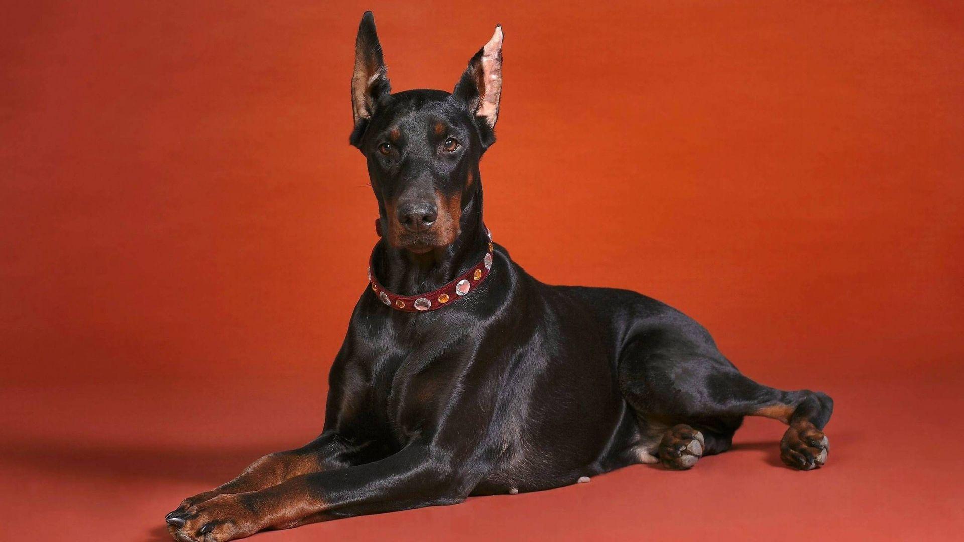 Angry Doberman Wallpapers - Top Free Angry Doberman Backgrounds