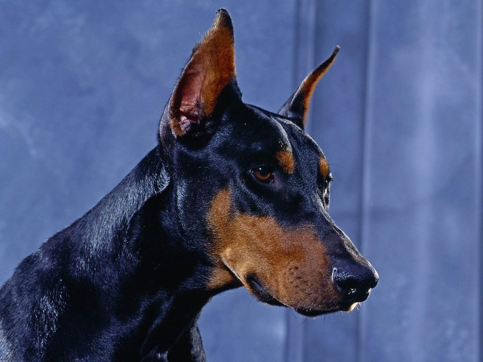 1920x1440 1920x1440 beautiful picture of doberman pinscher