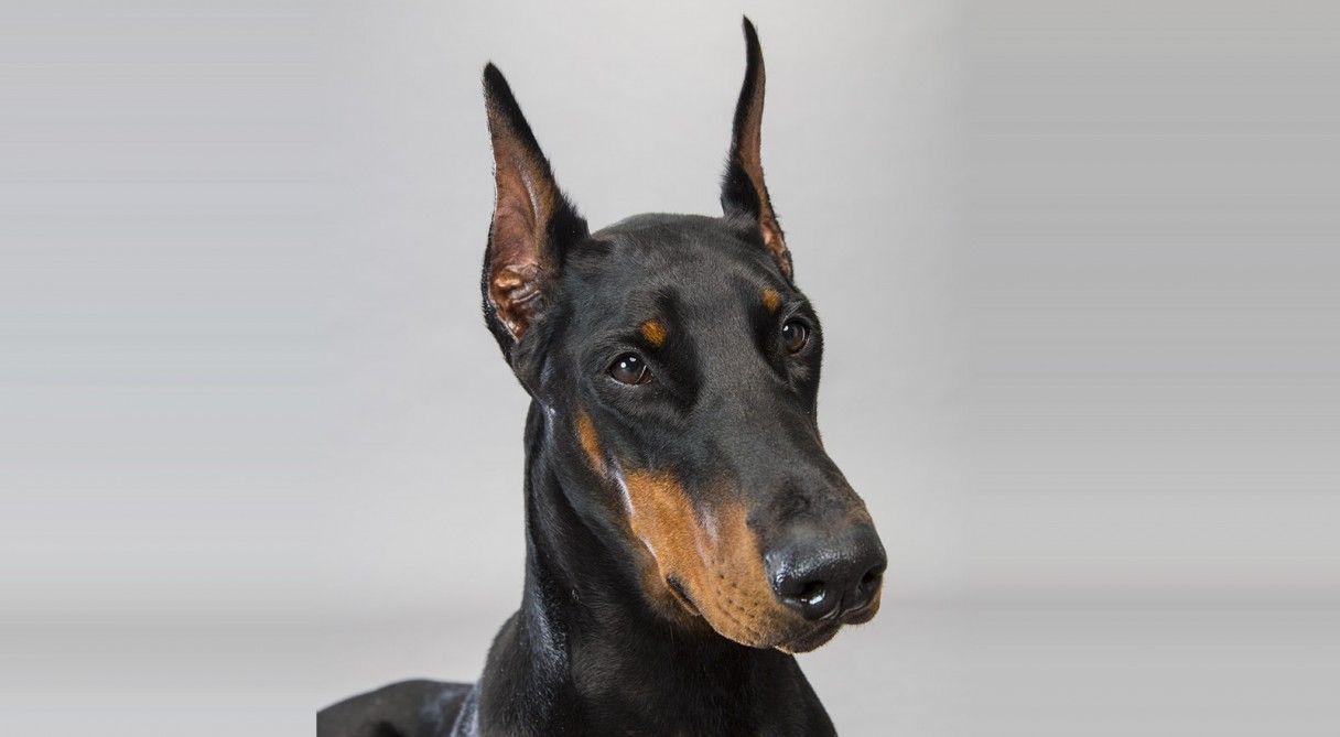 1216x669 Doberman Pinscher HD Wallpaper, Desktop Wallpaper