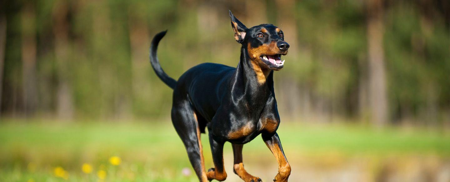 1440x585 Doberman Symbolism, Dreams, and Messages. Spirit Animal Totems