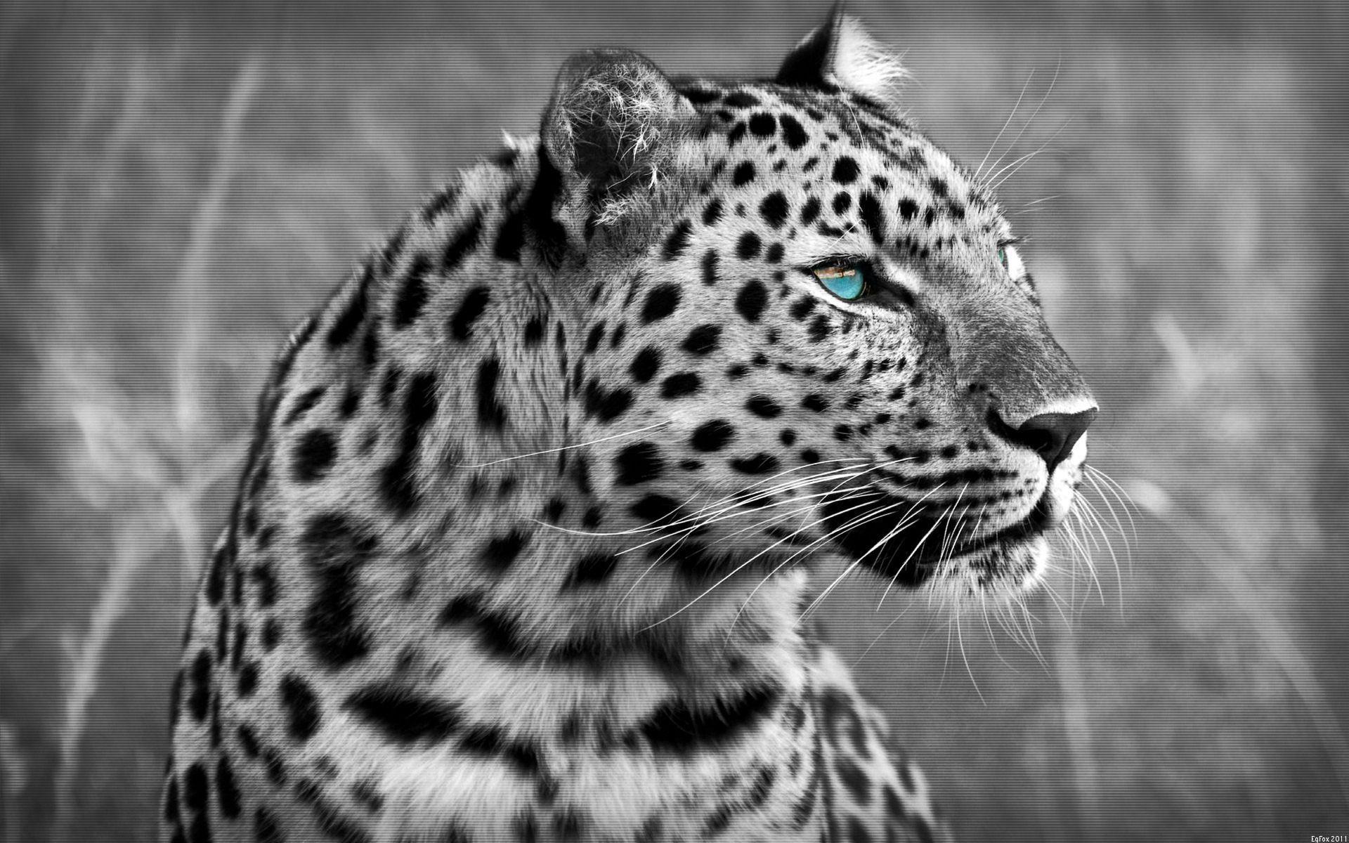 1920x1200 White Cheetah Wallpaper