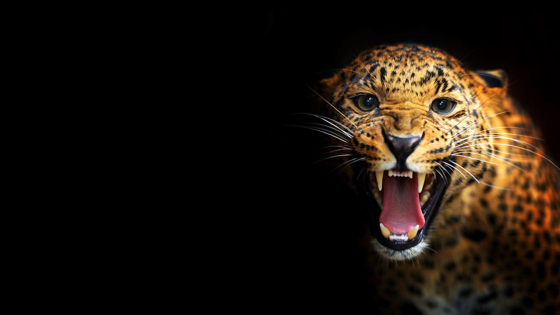 1920x1080 Black Leopard Background