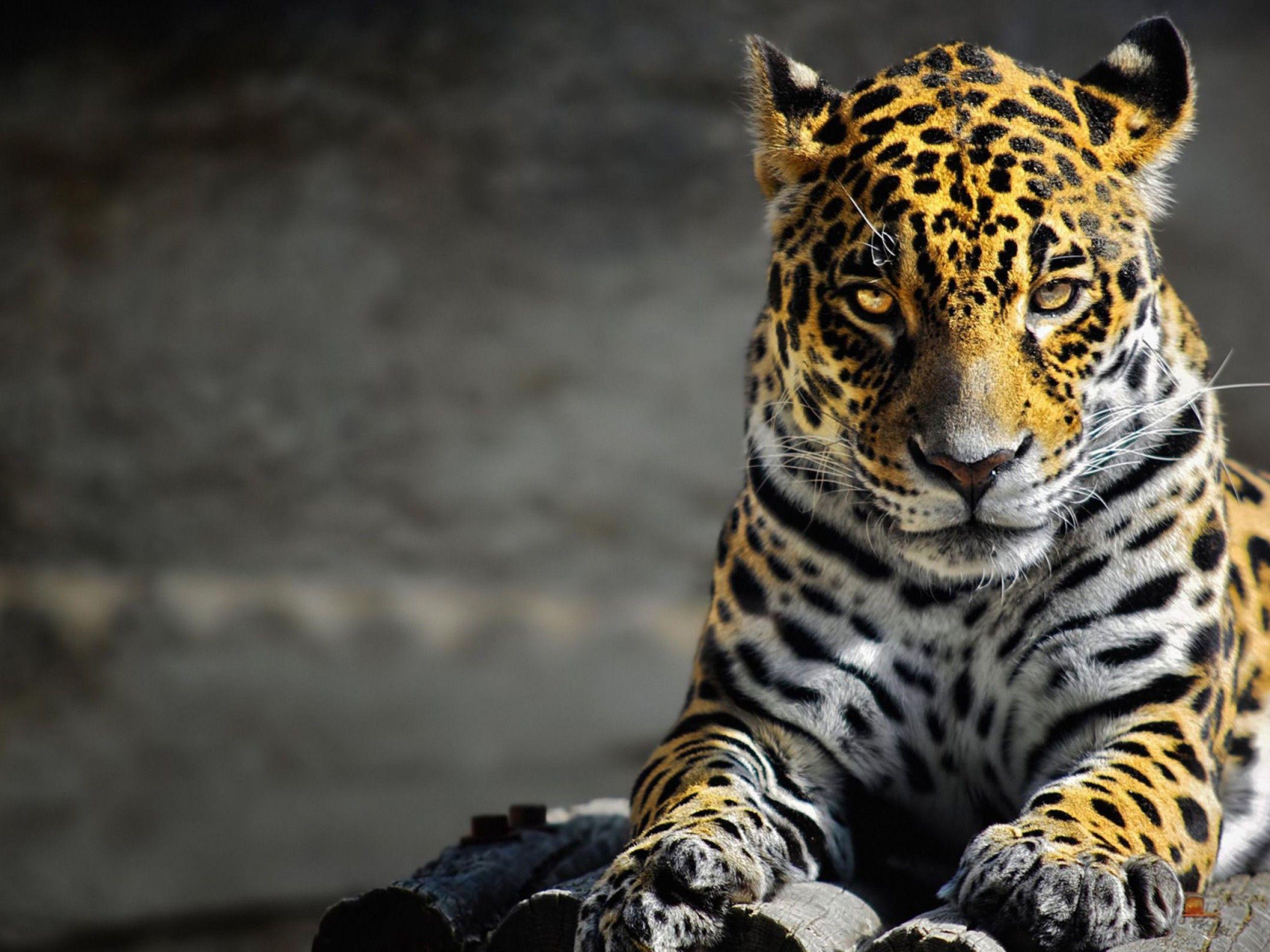 2560x1920 Black And White Leopard Wallpaper