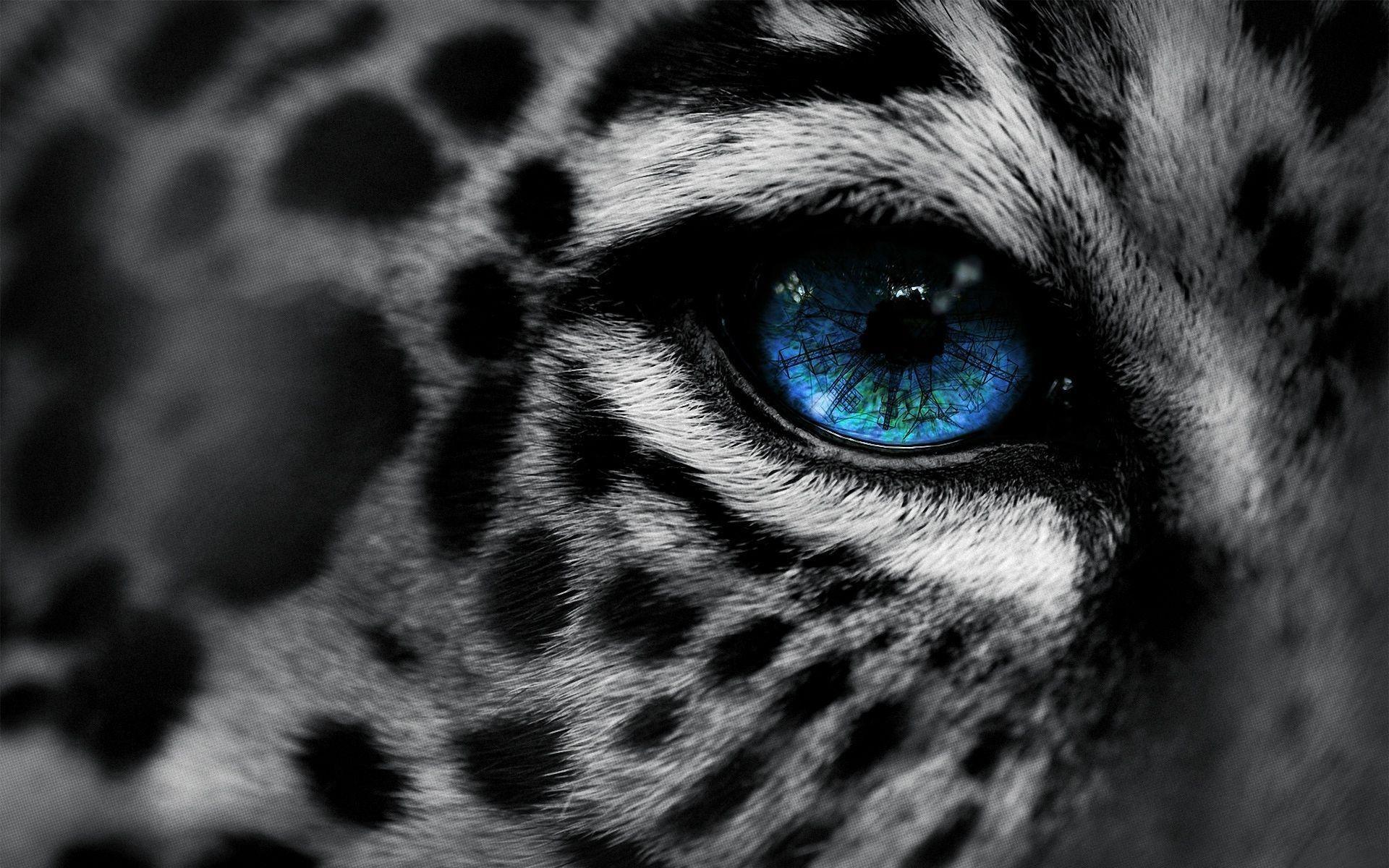 1920x1200 Black Leopard