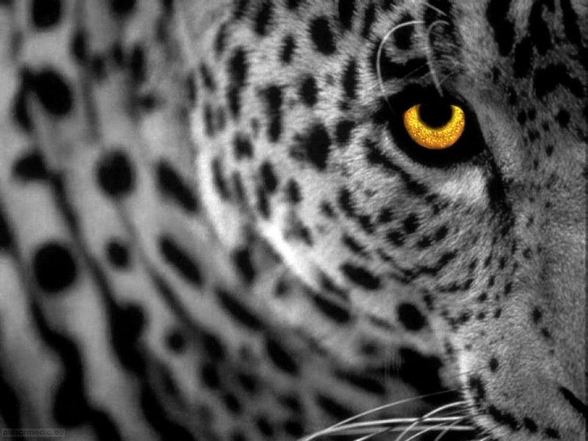 1200x900 Amazing wallpaper Mac Os X Leopard, Wildlife, Animals. FREE Download wallpaper