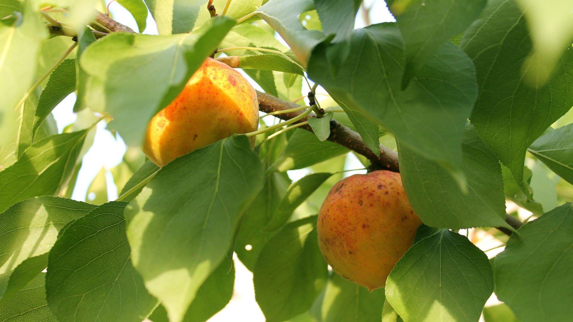 1920x1080 Tasty Tag wallpaper: Fruit Summer Apricot Tasty Ripe Sunlight Macro