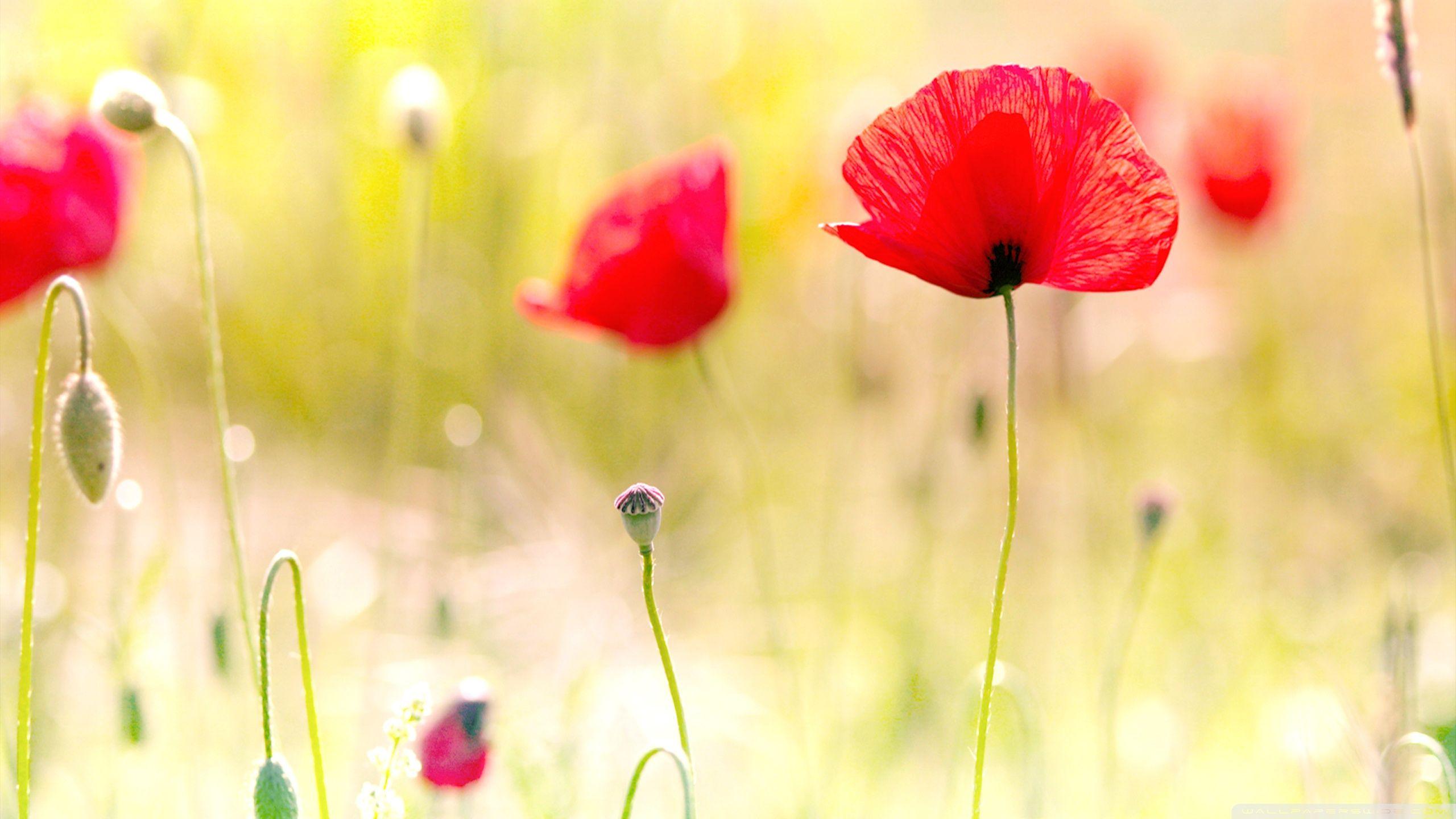 Poppy Flowers HD Wallpapers - Top Free Poppy Flowers HD Backgrounds ...