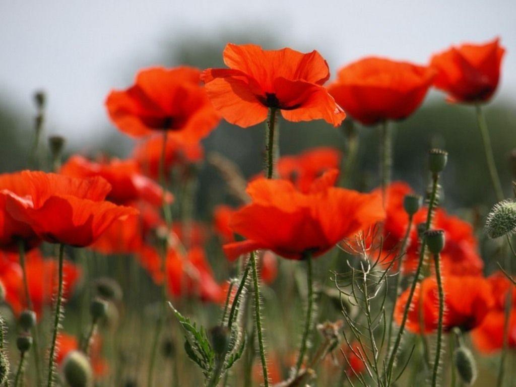 1024x768 Poppy Flower wallpaperx768