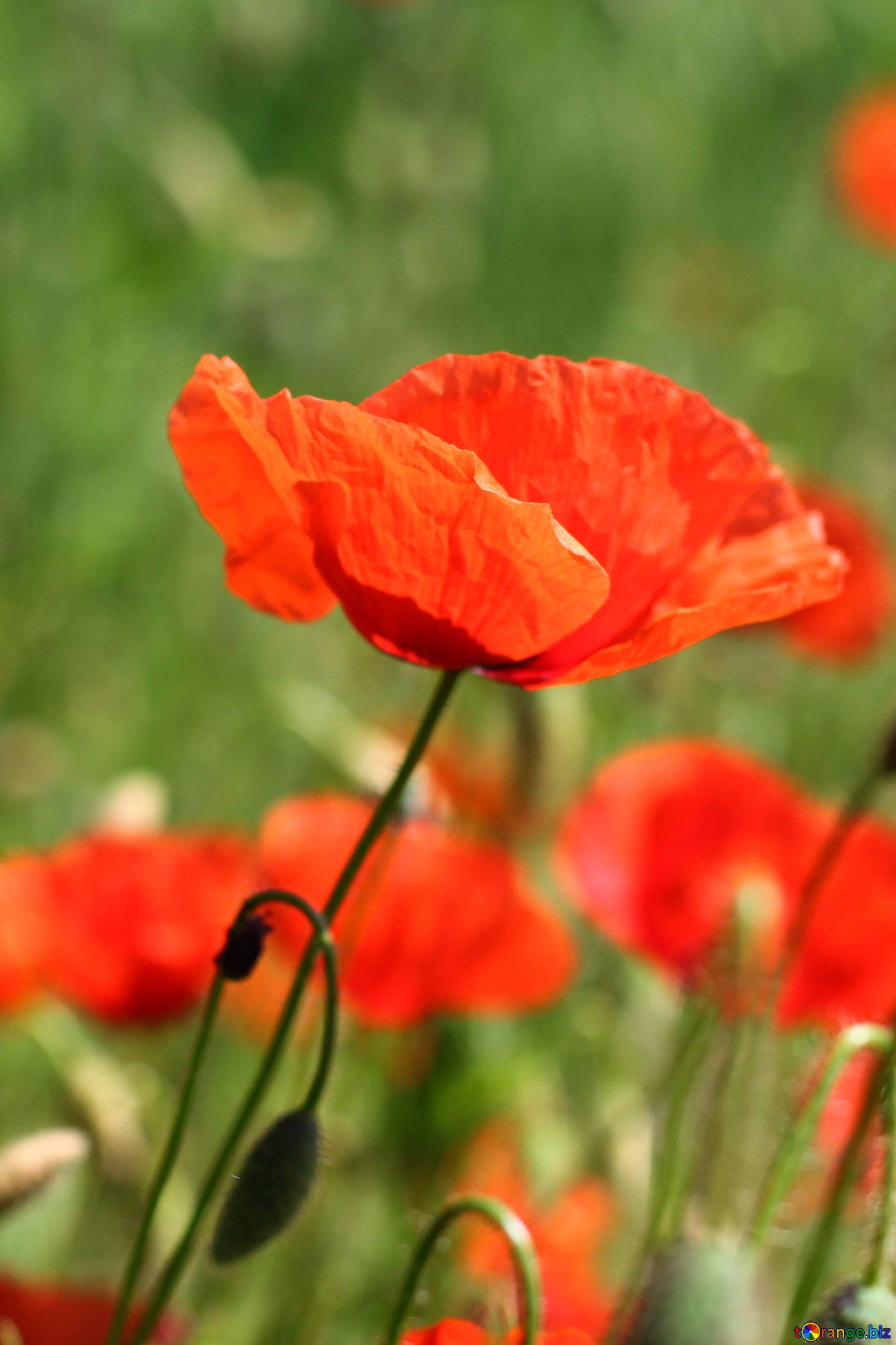 1920x2880 Bouquet Of Poppies Image Red Poppy Flower Image Poppy № 34201. Torange.biz Free Pics On Cc By License