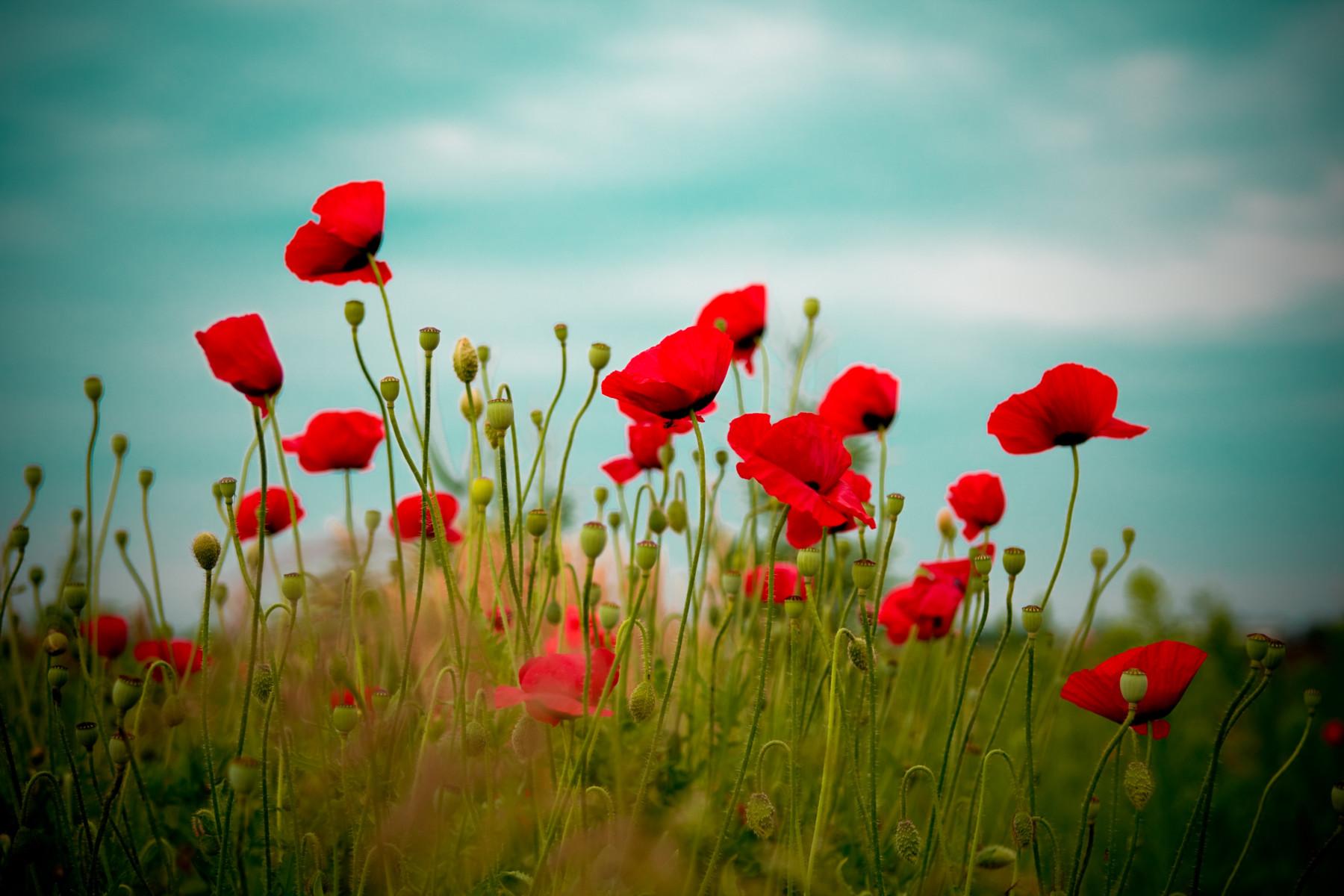 1800x1200 Poppy Flowers Wallpaper Picture (1800x1200)