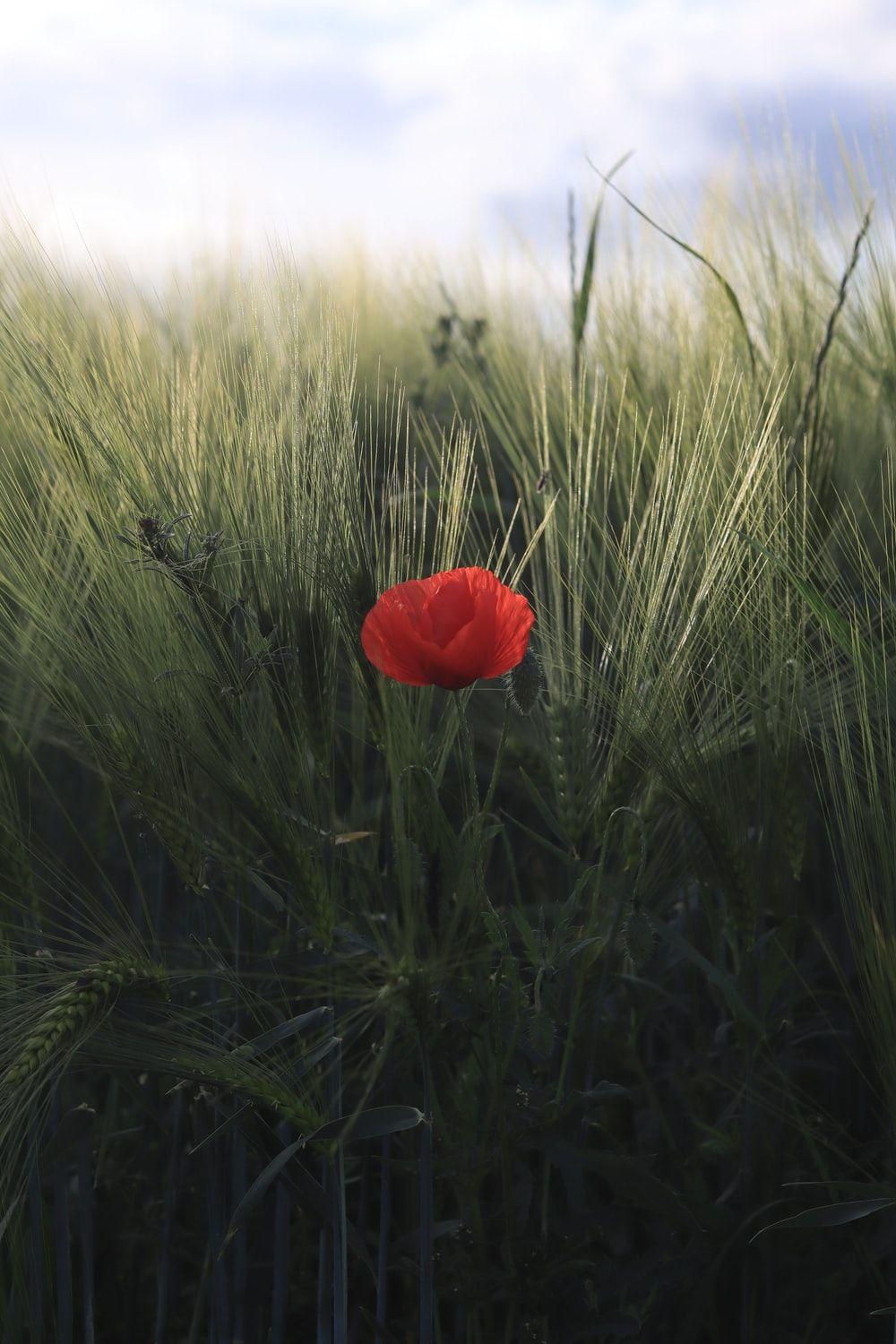 1000x1500 Poppy Flower Picture [HD]. Download Free Image