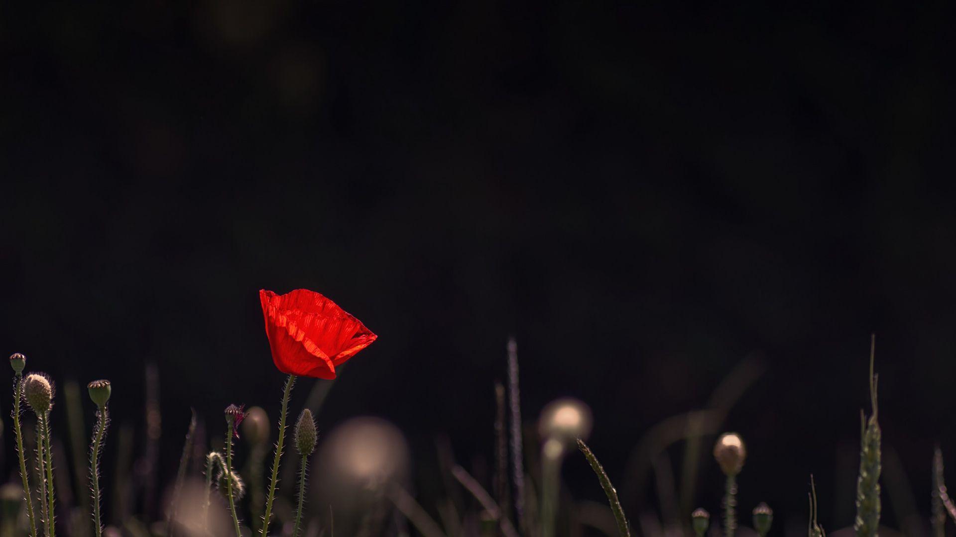1920x1080 Red Poppy Flower Dark Background Download HD Wallpaper