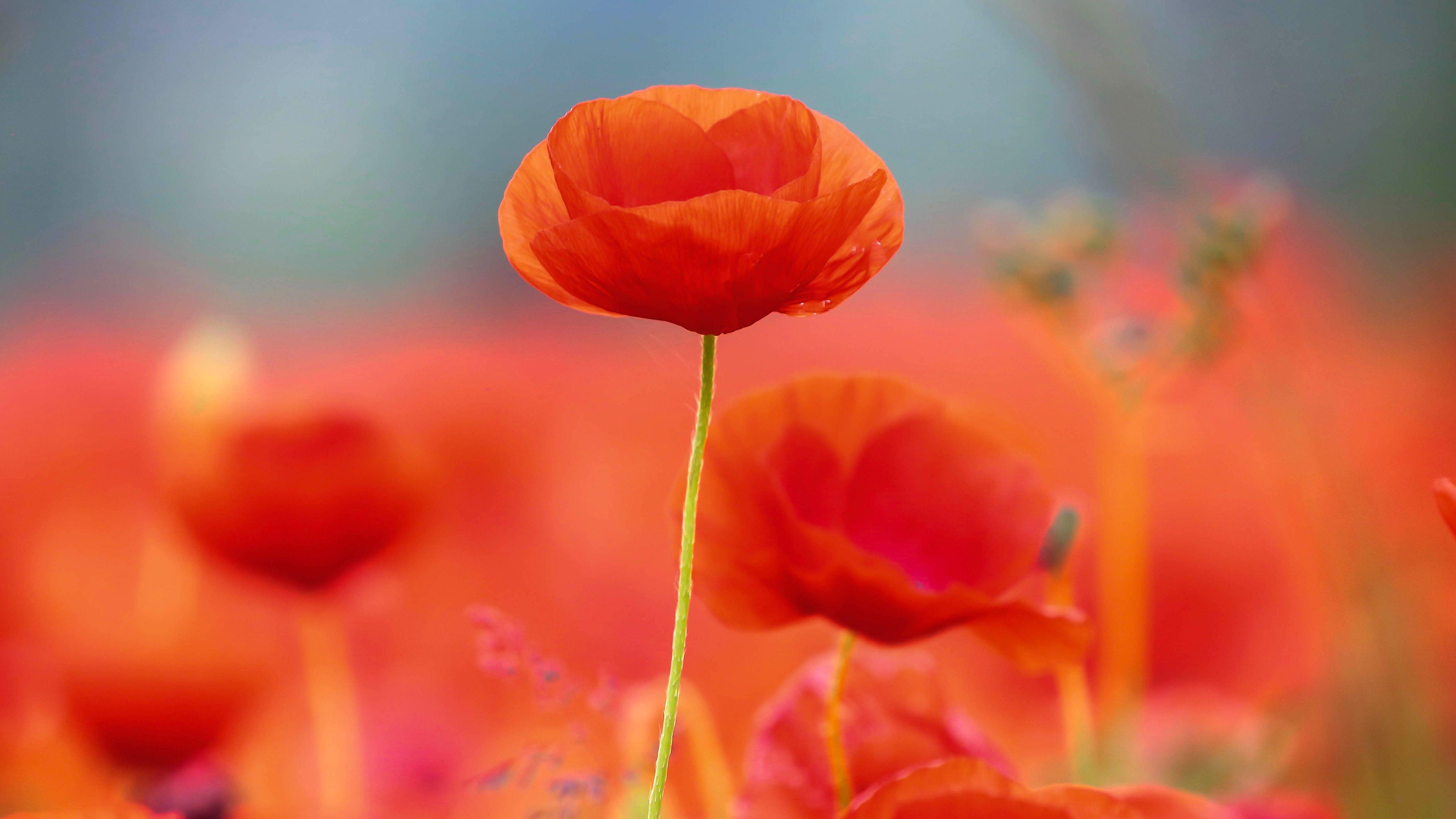 5120x2880 Poppy flowers HD wallpaper, Background