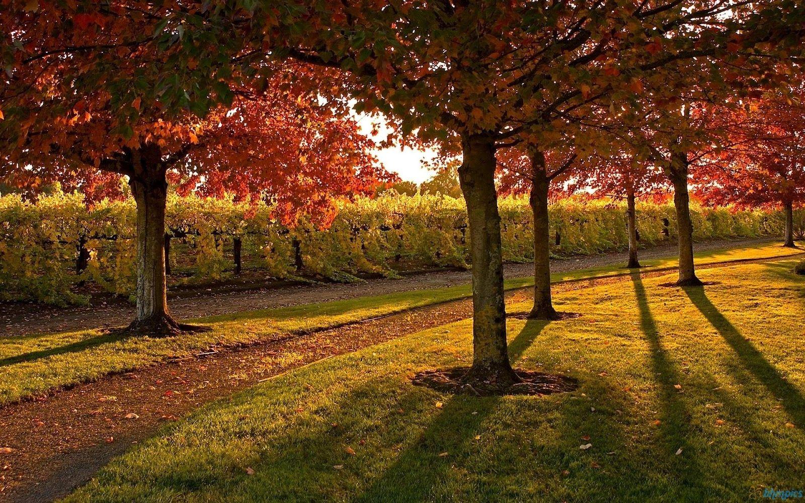 1600x1000 26++ Realistic Nature Wallpaper