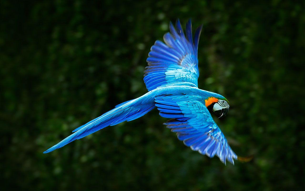 1280x800 Free Birds Background Image