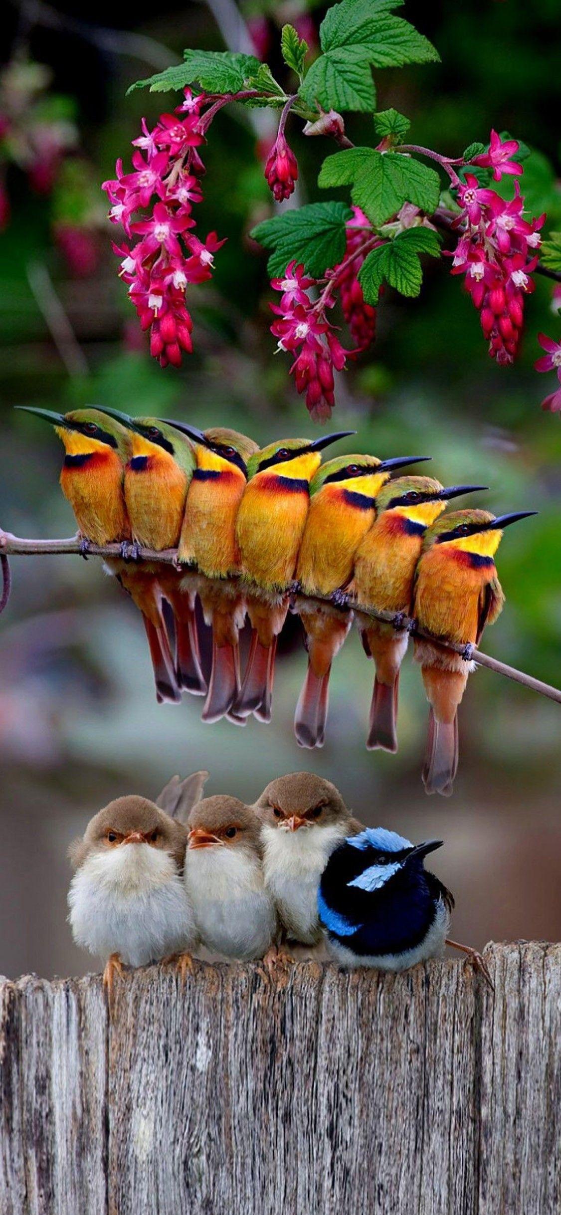 1125x2436 High Resolution Wallpaper For Your IPhone X X, Iphone Wallpaper, Iphone Background, Iphone Wallpaper. Beautiful Birds, Animals Beautiful, Pet Birds