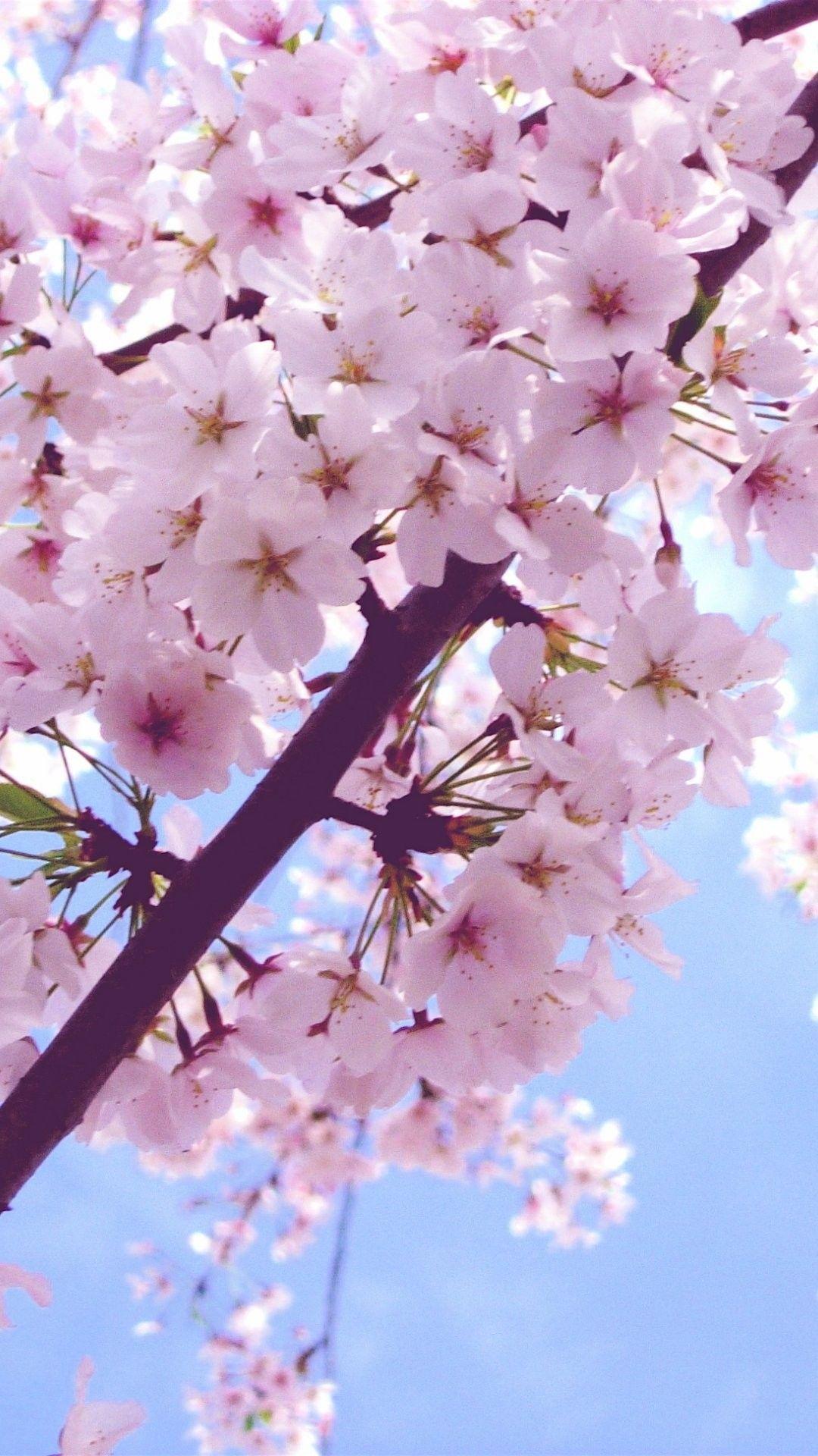 Cherry blossoms bloom blossom flowers flowers pink sky tree HD  phone wallpaper  Peakpx